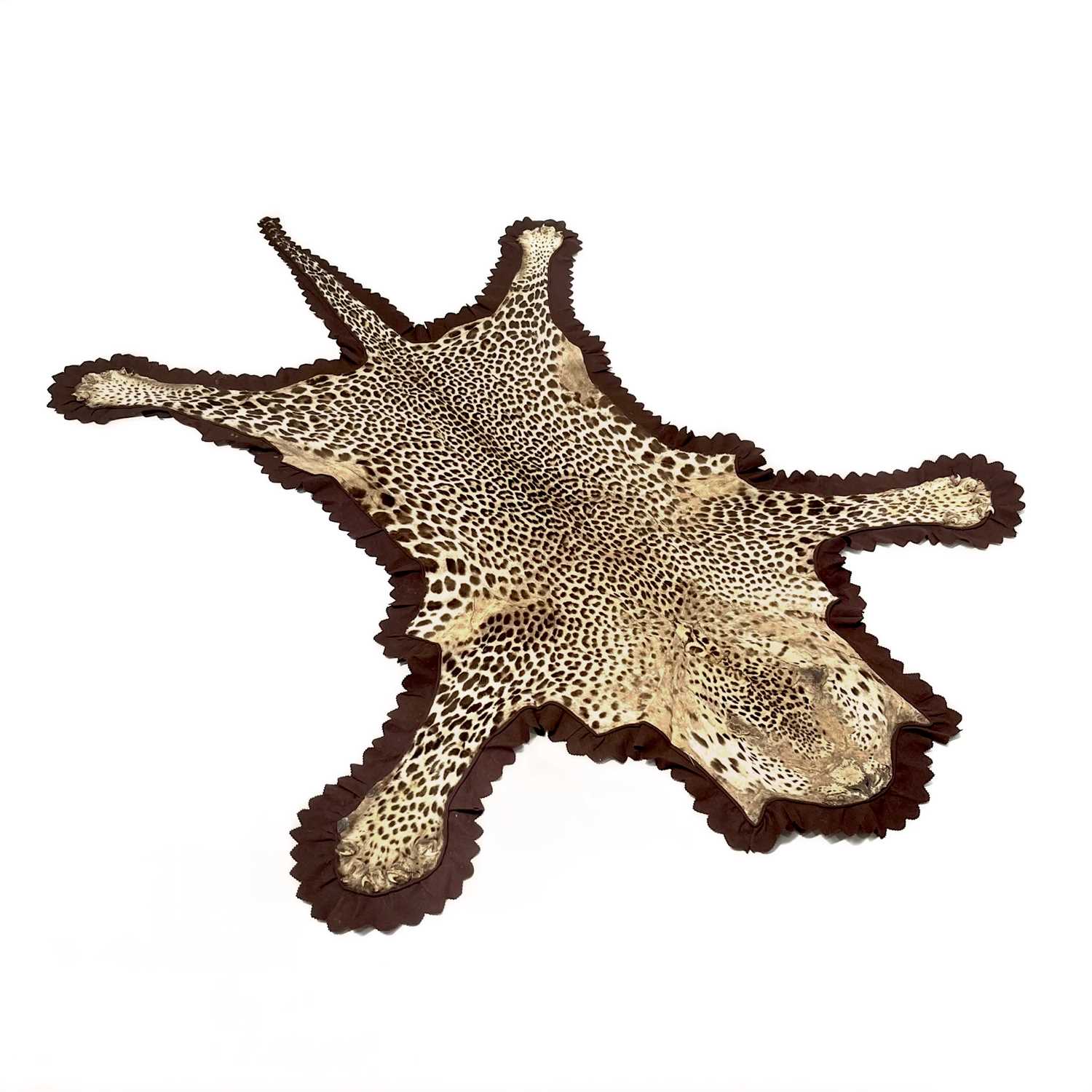 A Rowland Ward leopard skin taxidermy rug, brown felt backing, original label, circa 1900