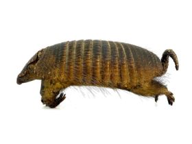 Taxidermy, an early 20th Century armadillo, 16cm high, 36cm long