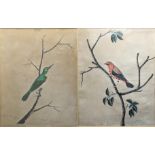 Two fine early 19th century Indian Calcutta company school paintings of birds, both hands Urdu and