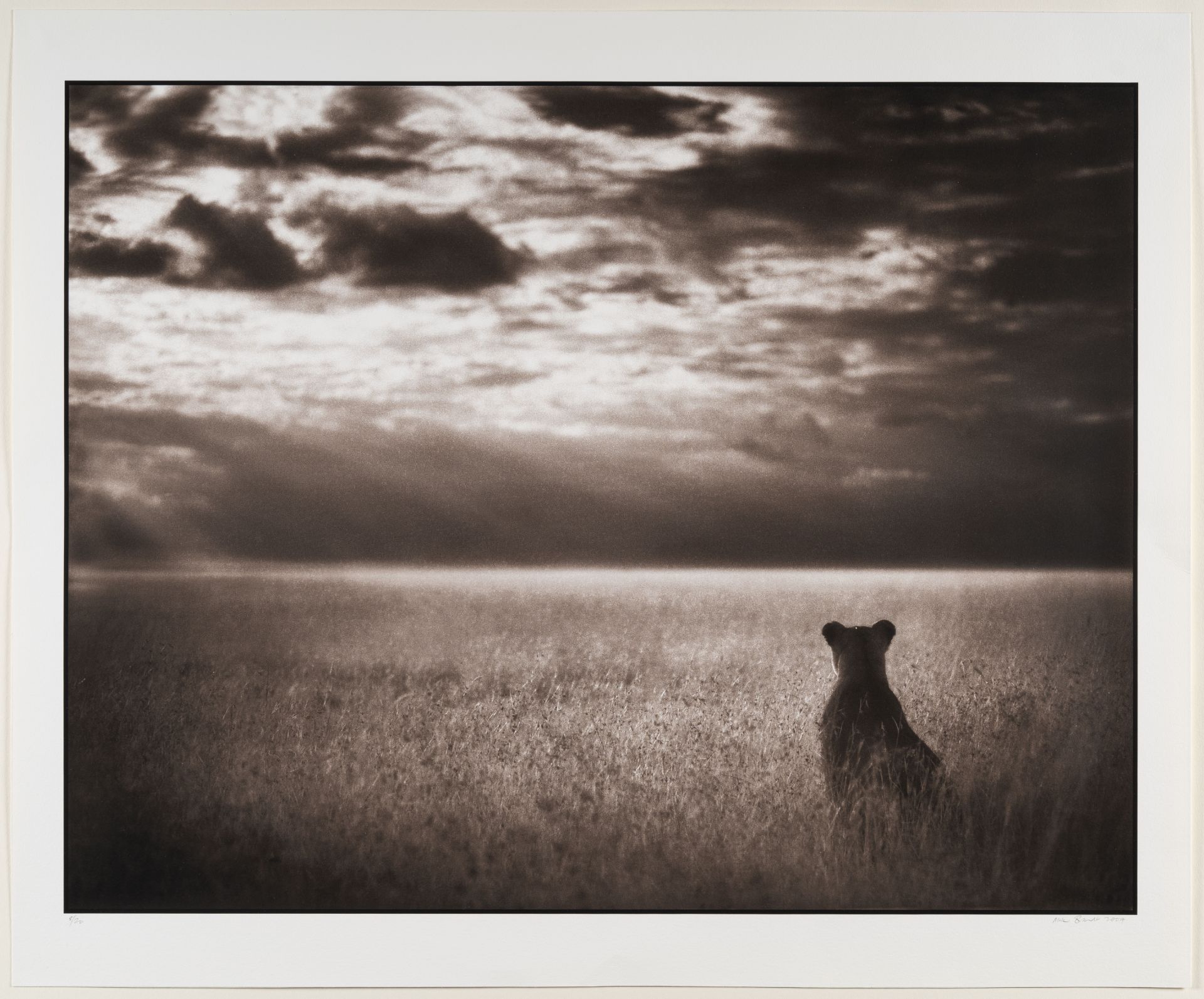 Nick Brandt (1964 London) – Lioness looking over plains, Masai Mara - Image 2 of 3