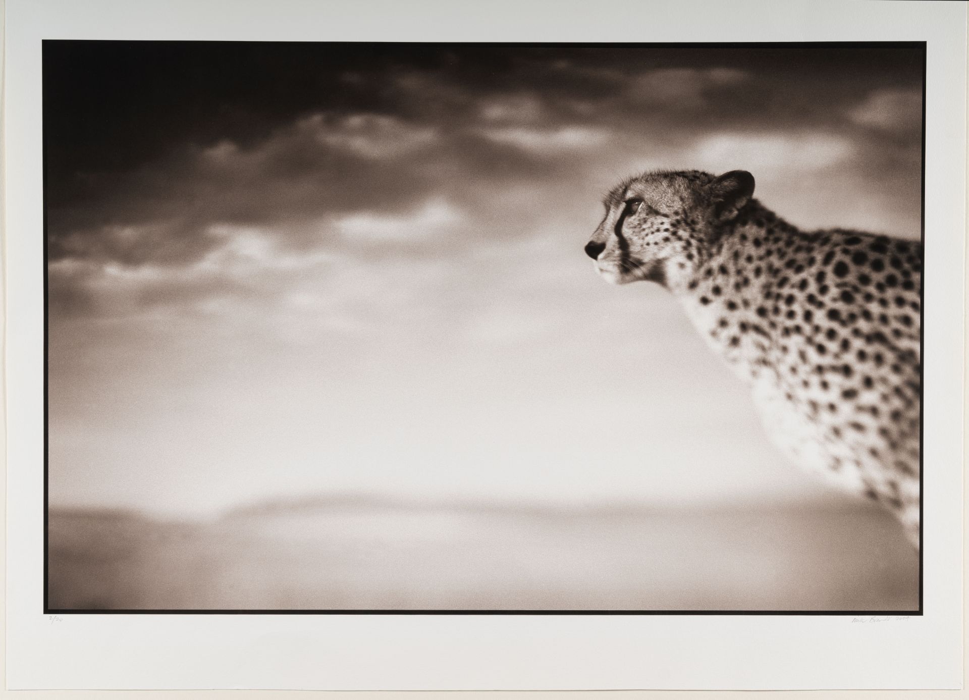 Nick Brandt (1964 London) – Cheetah looking out over plains, Masai Mara - Bild 2 aus 3