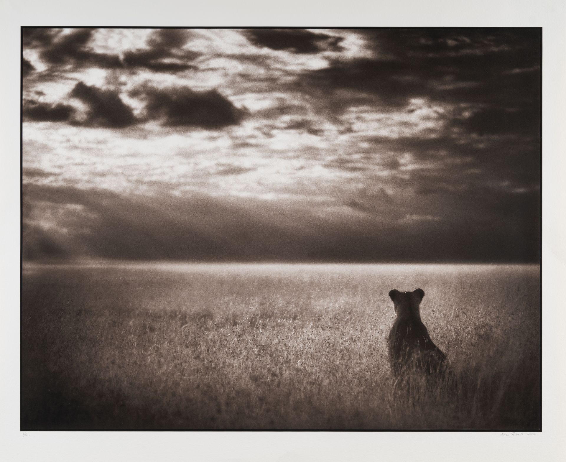 Nick Brandt (1964 London) – Lioness looking over plains, Masai Mara
