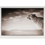 Nick Brandt (1964 London) – Cheetah looking out over plains, Masai Mara