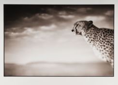 Nick Brandt (1964 London) – Cheetah looking out over plains, Masai Mara