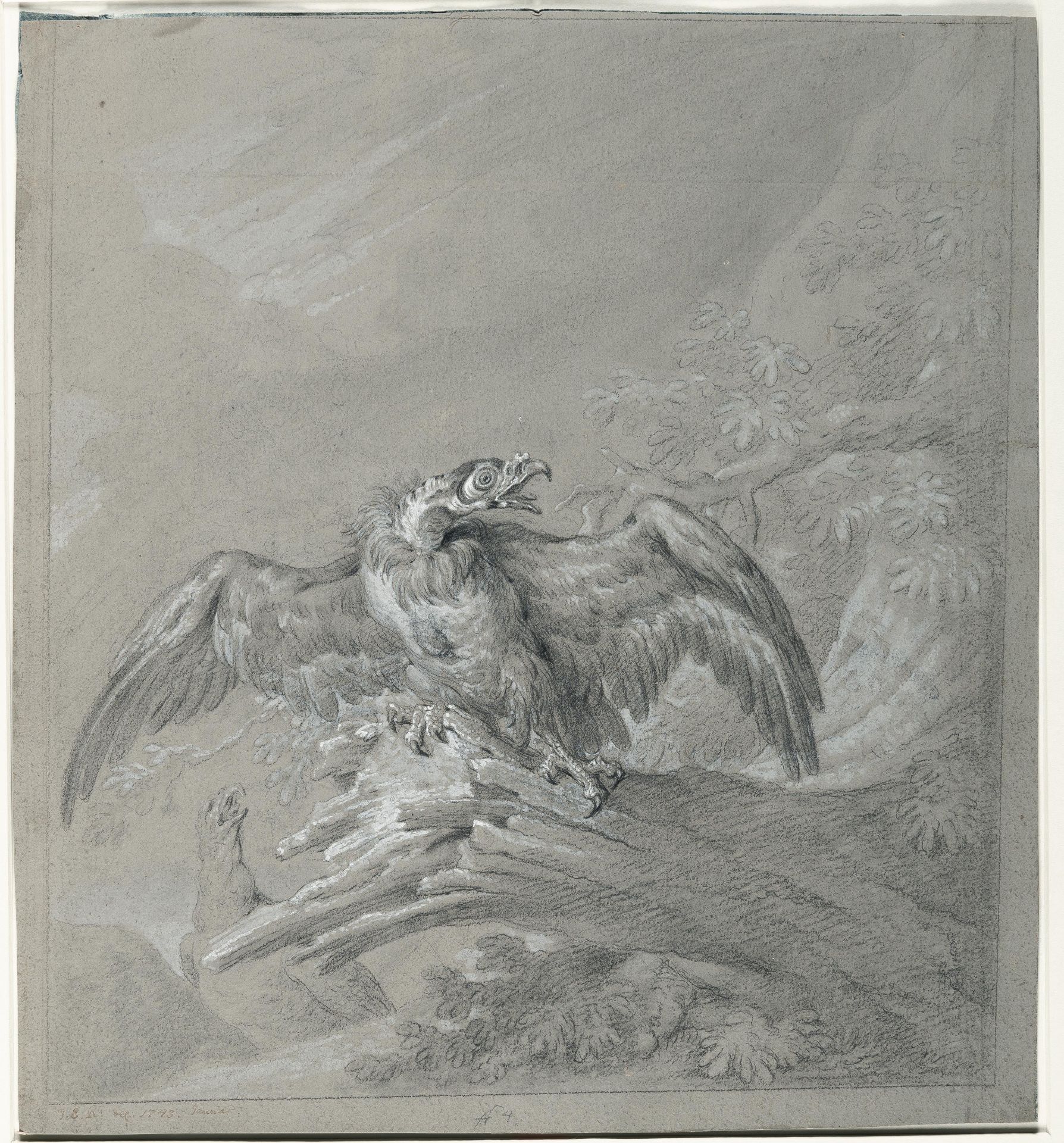 Johann Elias Ridinger (1698 Ulm - Augsburg 1767) – 2 sheets: European Eagle (King Vulture) - Eagle - Image 2 of 8