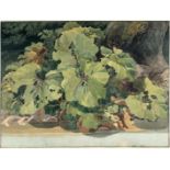 Friedrich Salathé (1793 Binningen bei Basel - Paris 1858) – Rhubarb.Watercolour on wove, some leaves