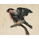German – Bullfinch.Gouache on laid paper, laid on on firm paper. (18th century). 17 x 21.3 cm.