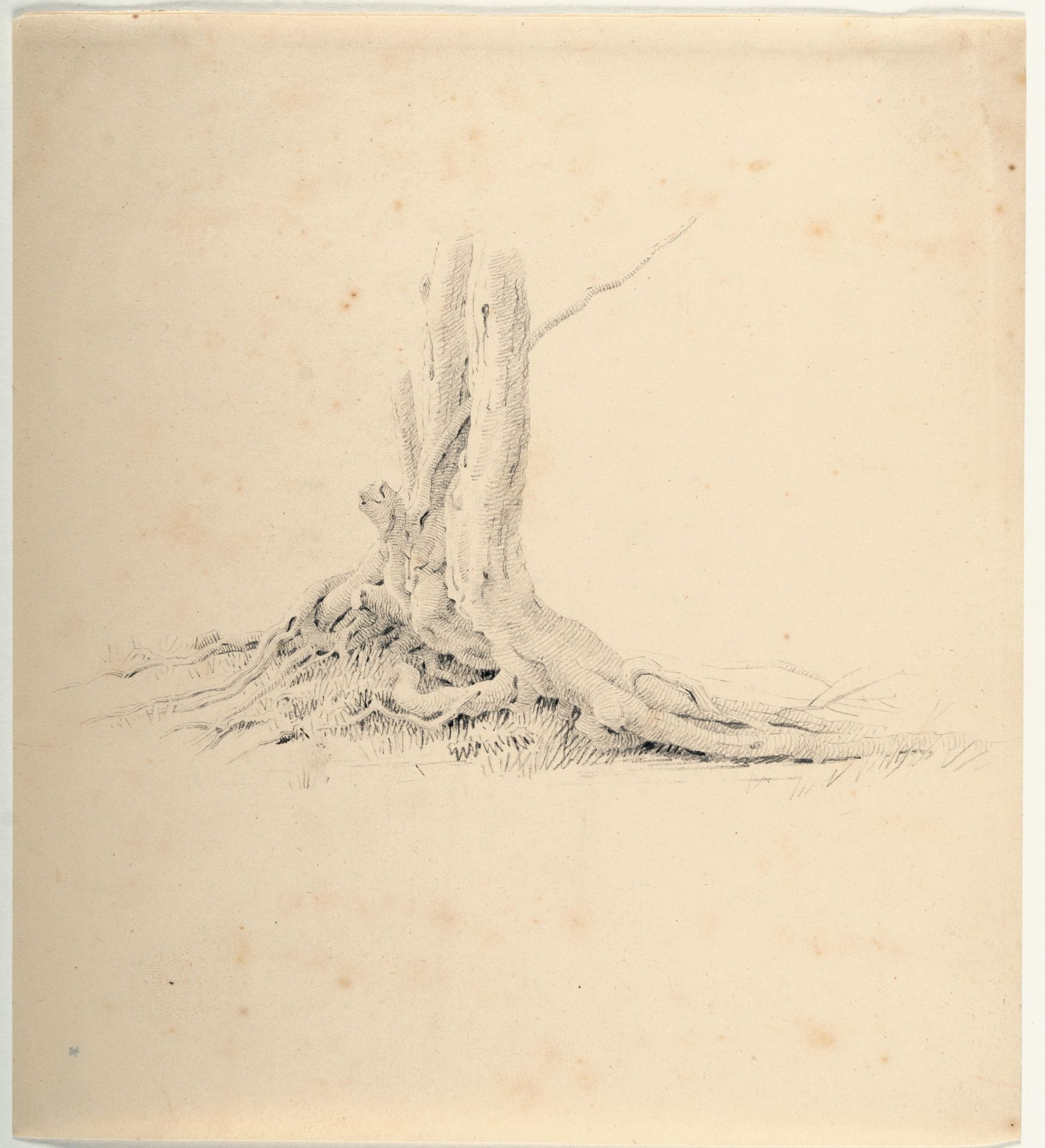 Caspar David Friedrich (1774 Greifswald - Dresden 1840) – Roots of an alder.Pencil on wove. (c. - Image 2 of 3