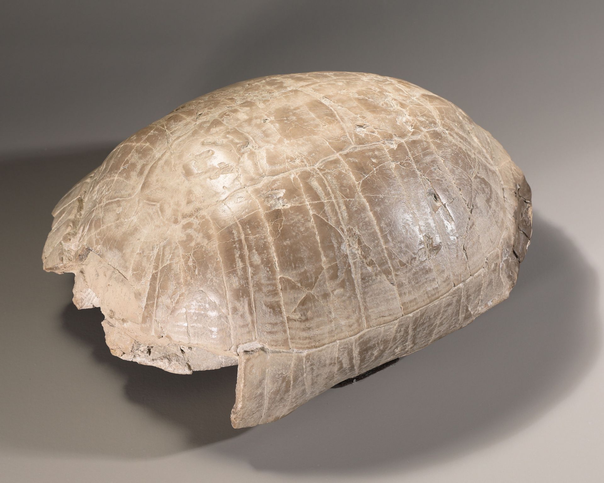 Fossilized Stylemys (Pillar Tortoise)