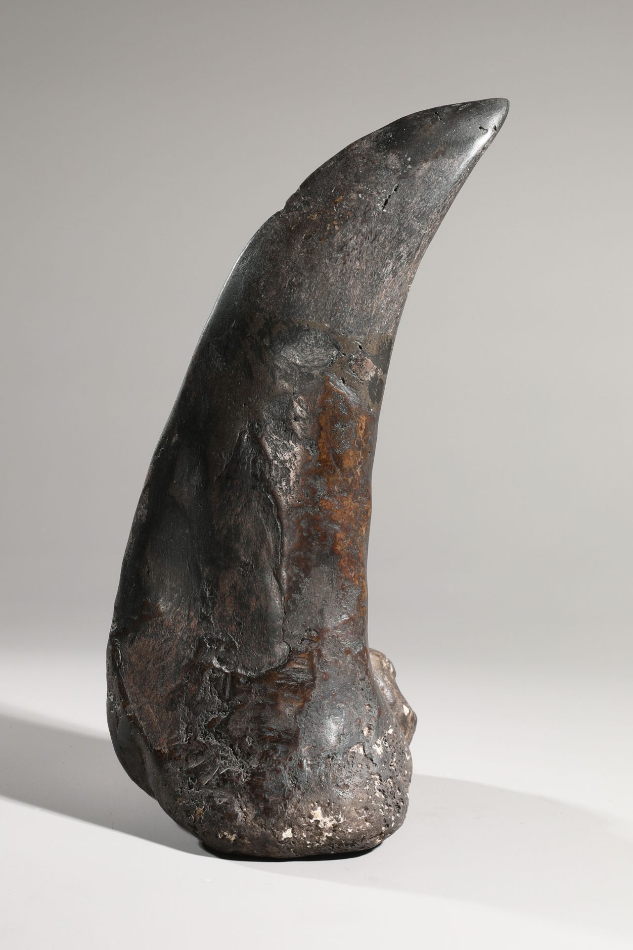 Dinosaur claw, fossilized - Image 3 of 4