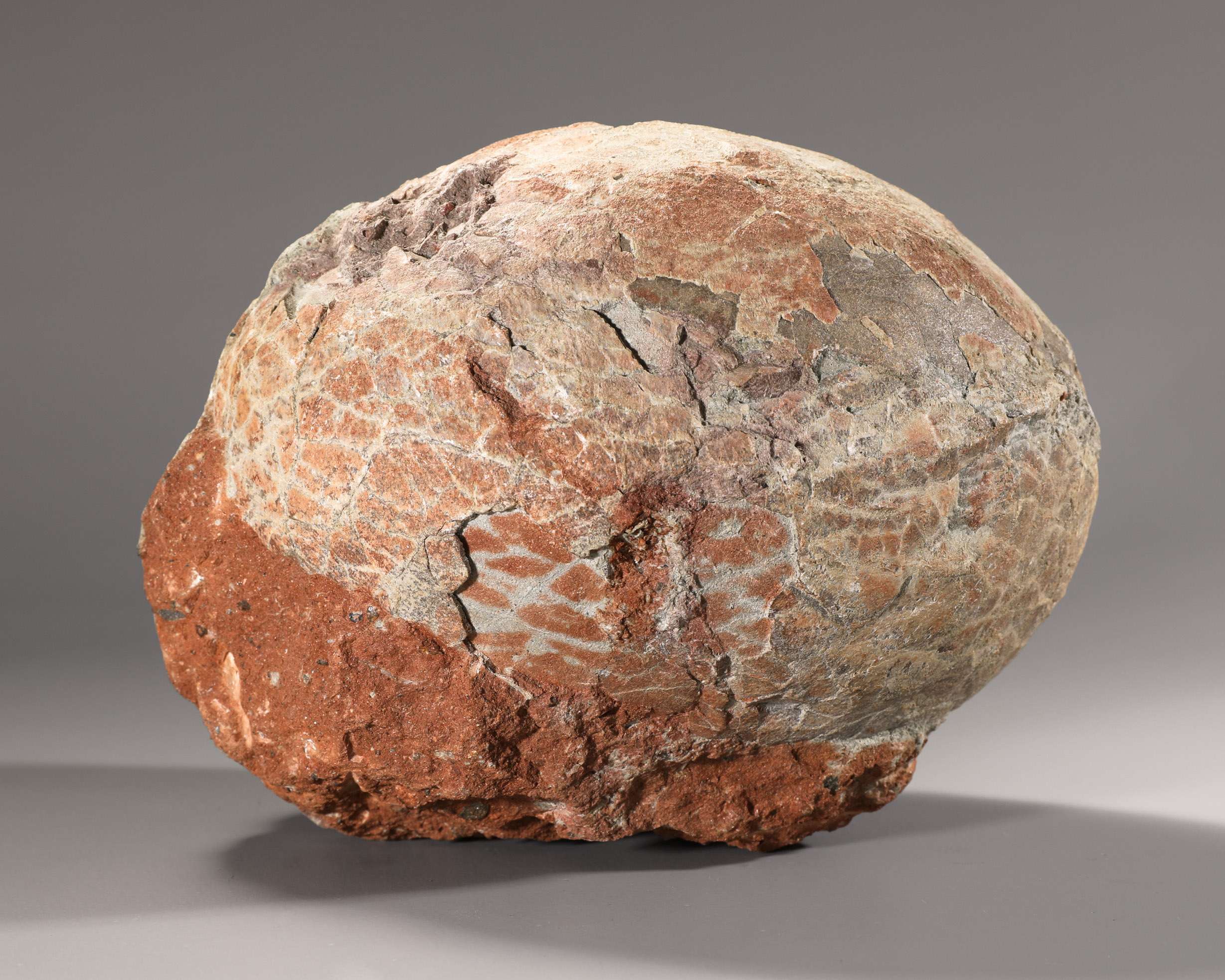 Fossilized dinosaur egg