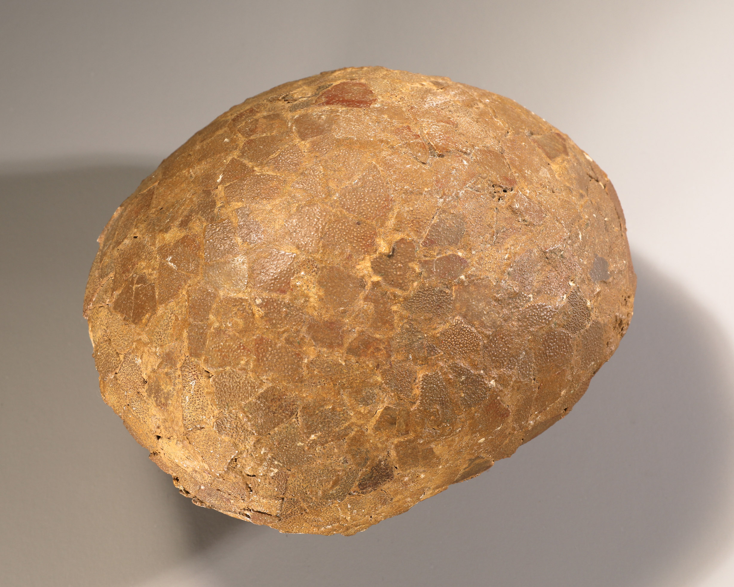 Fossilized dinosaur egg attributed to Hypselosaurus Priscus, France - Image 2 of 4