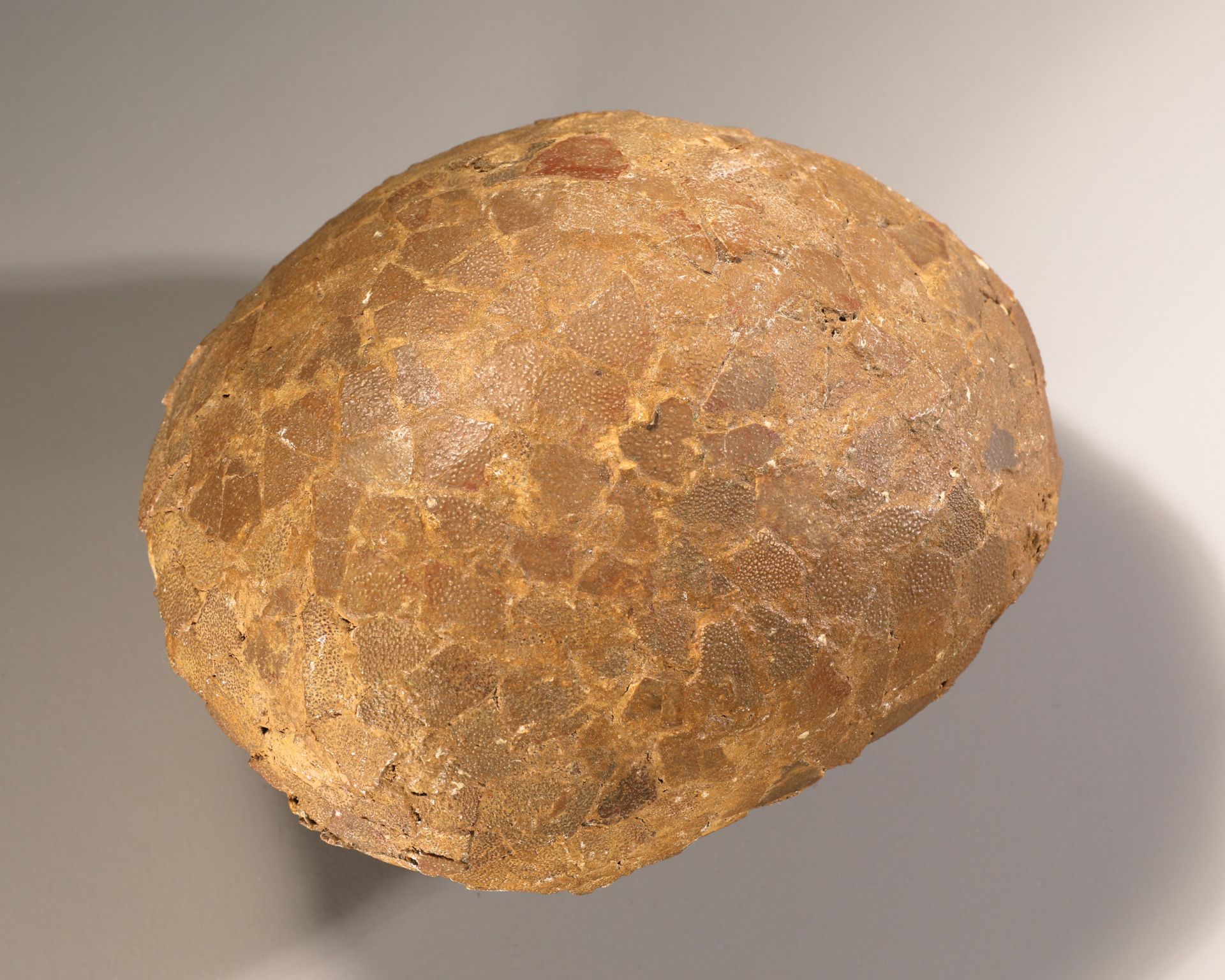 Fossilized dinosaur egg attributed to Hypselosaurus Priscus, France - Image 2 of 4