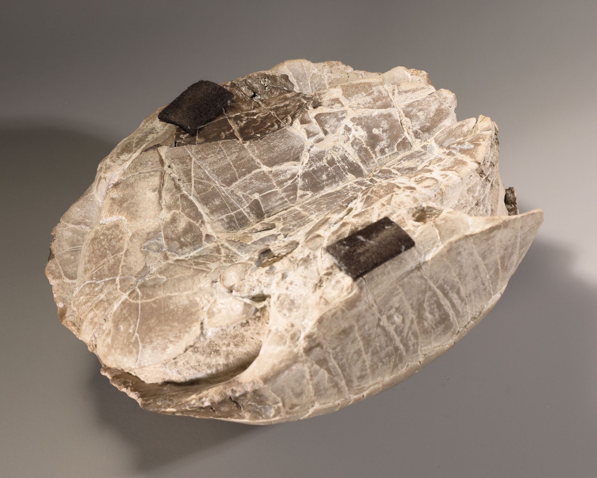 Fossilized Stylemys (Pillar Tortoise) - Image 4 of 4