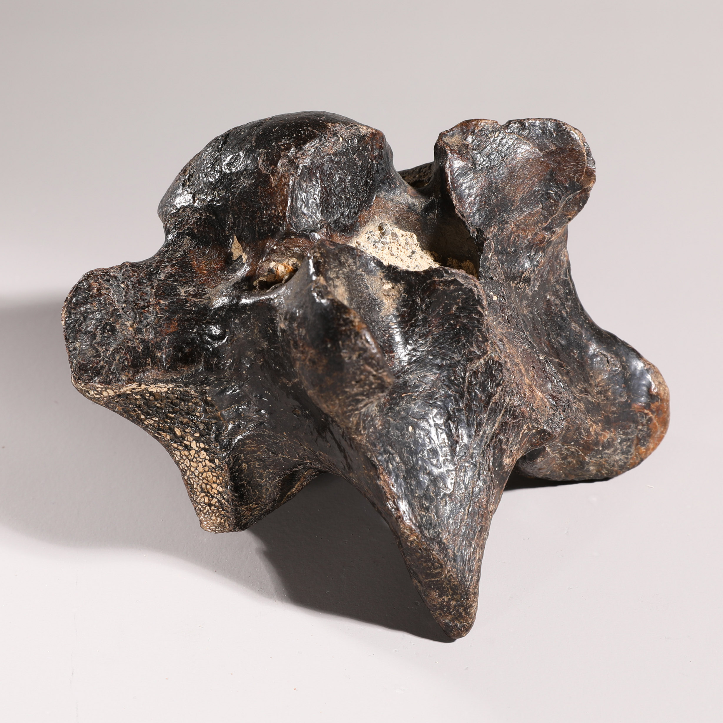 Dinosaur vertebra, fossilized - Image 3 of 6