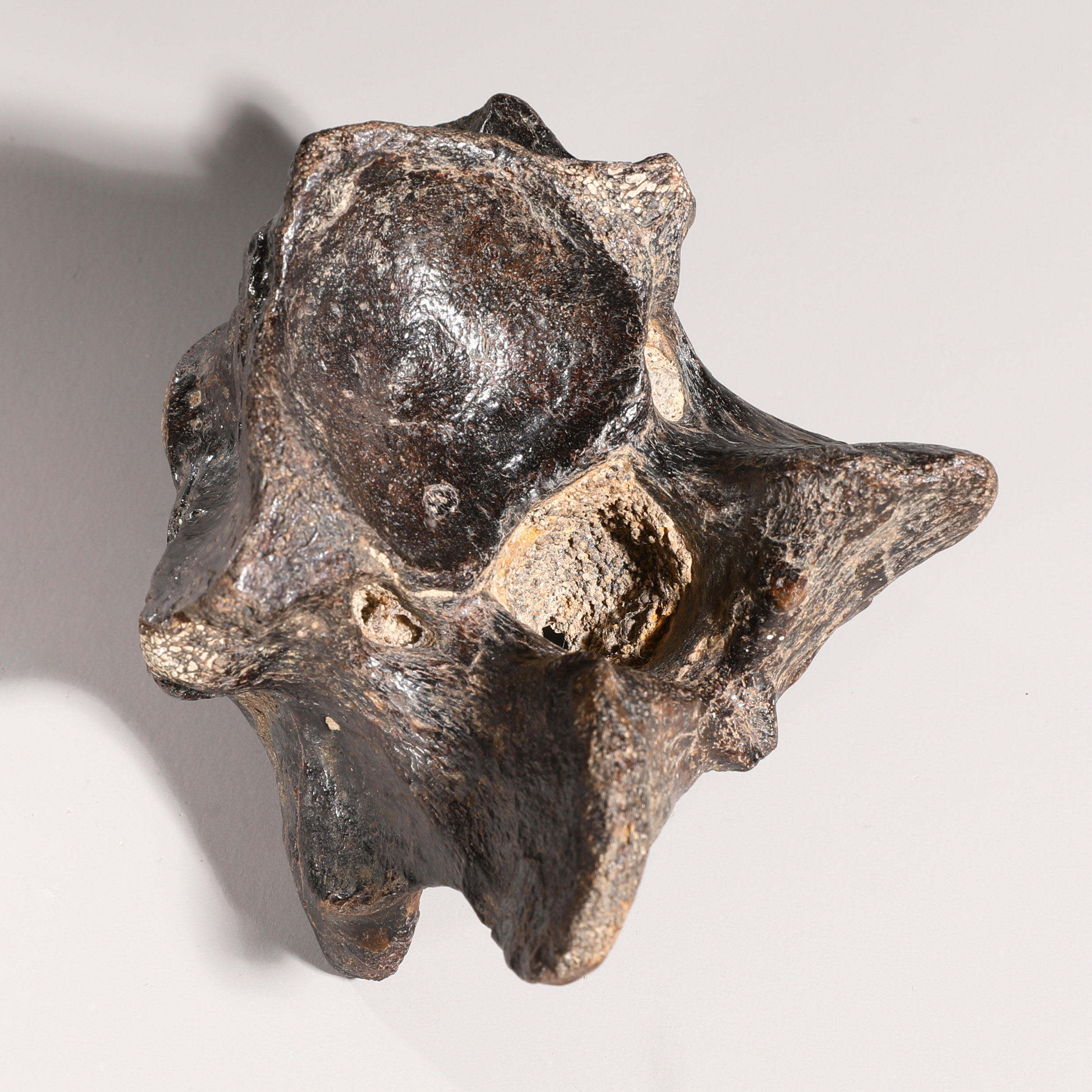 Dinosaur vertebra, fossilized - Image 5 of 6