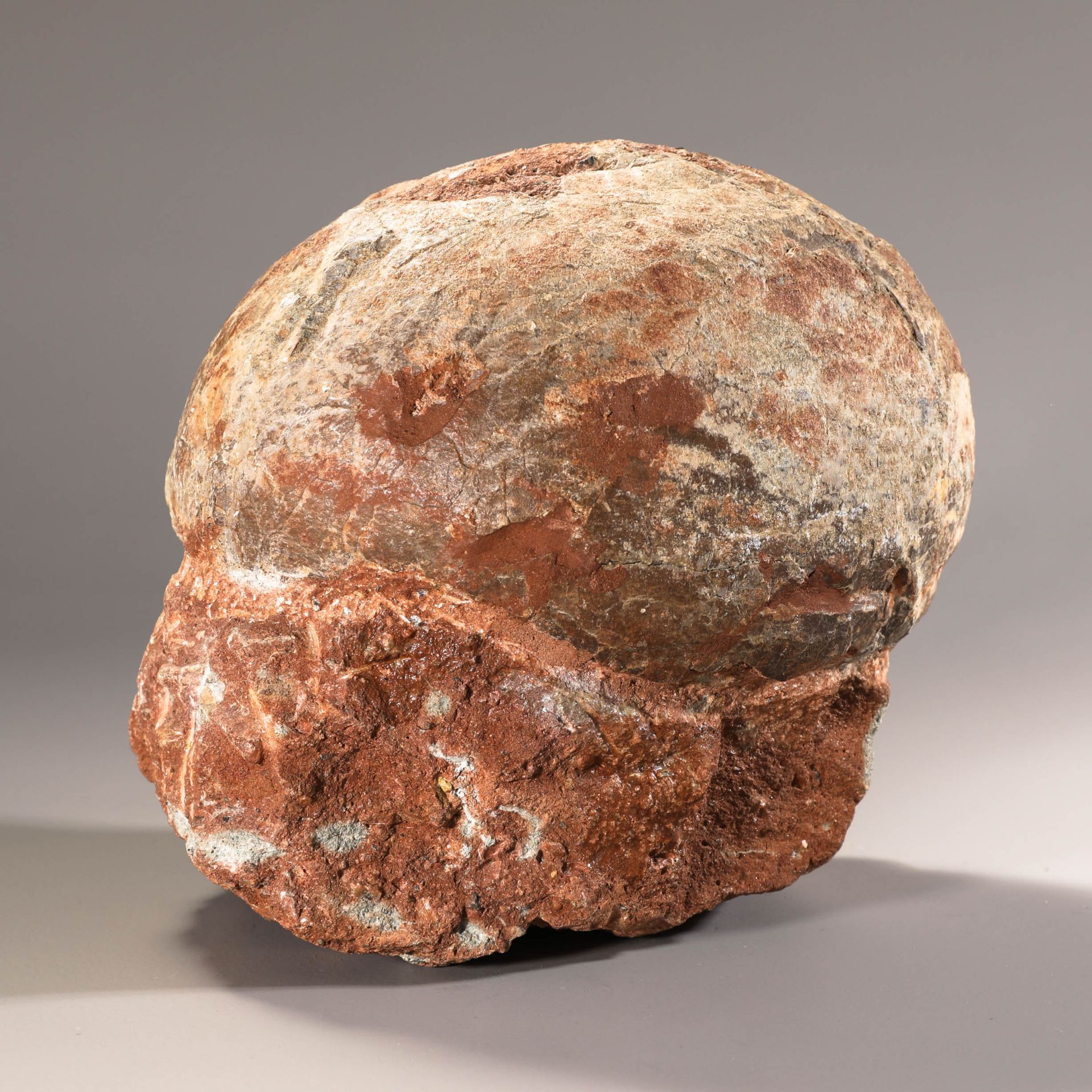 Fossilized dinosaur egg - Image 3 of 4