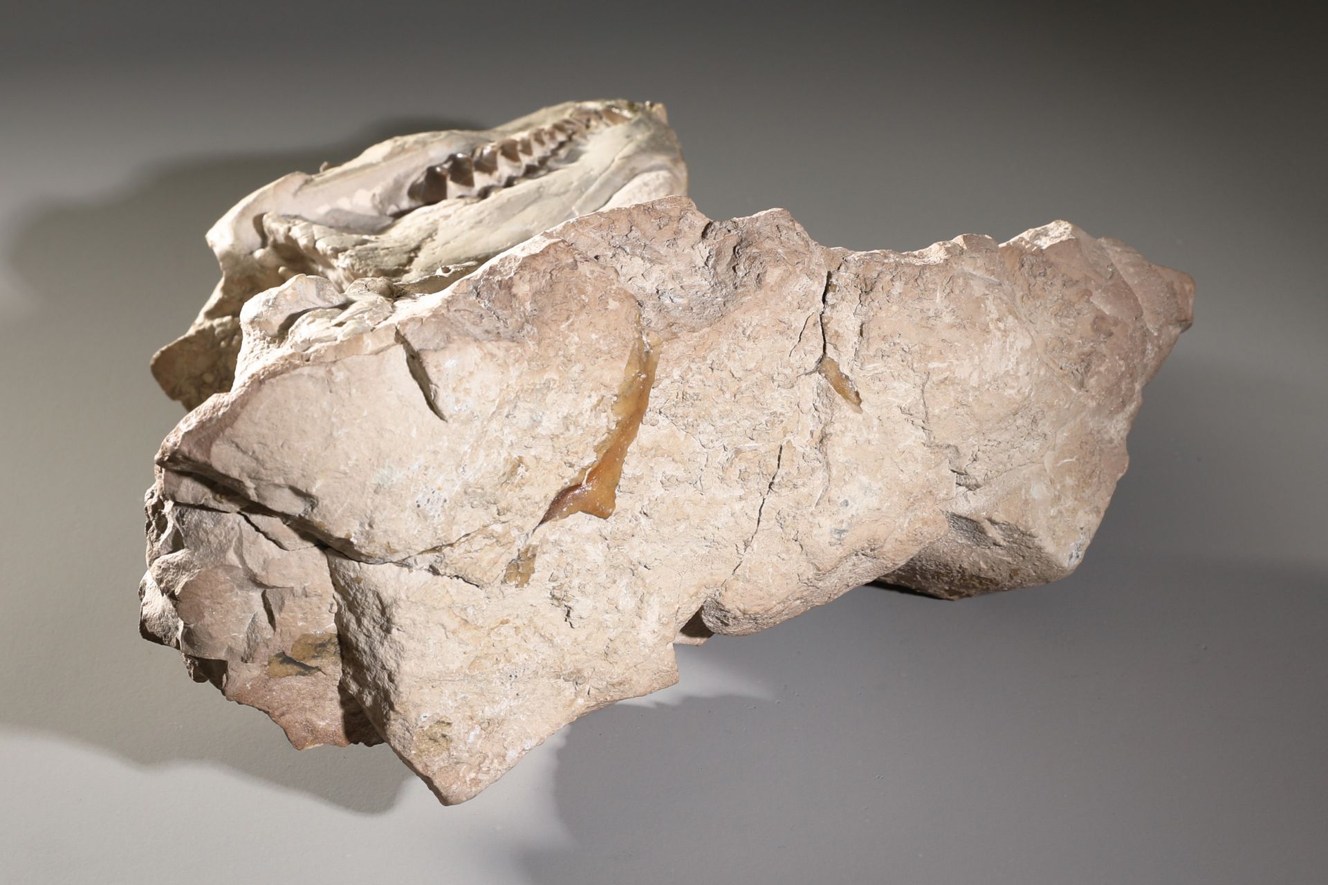Fossilized Leptauchenia nitida skeleton - Image 5 of 5