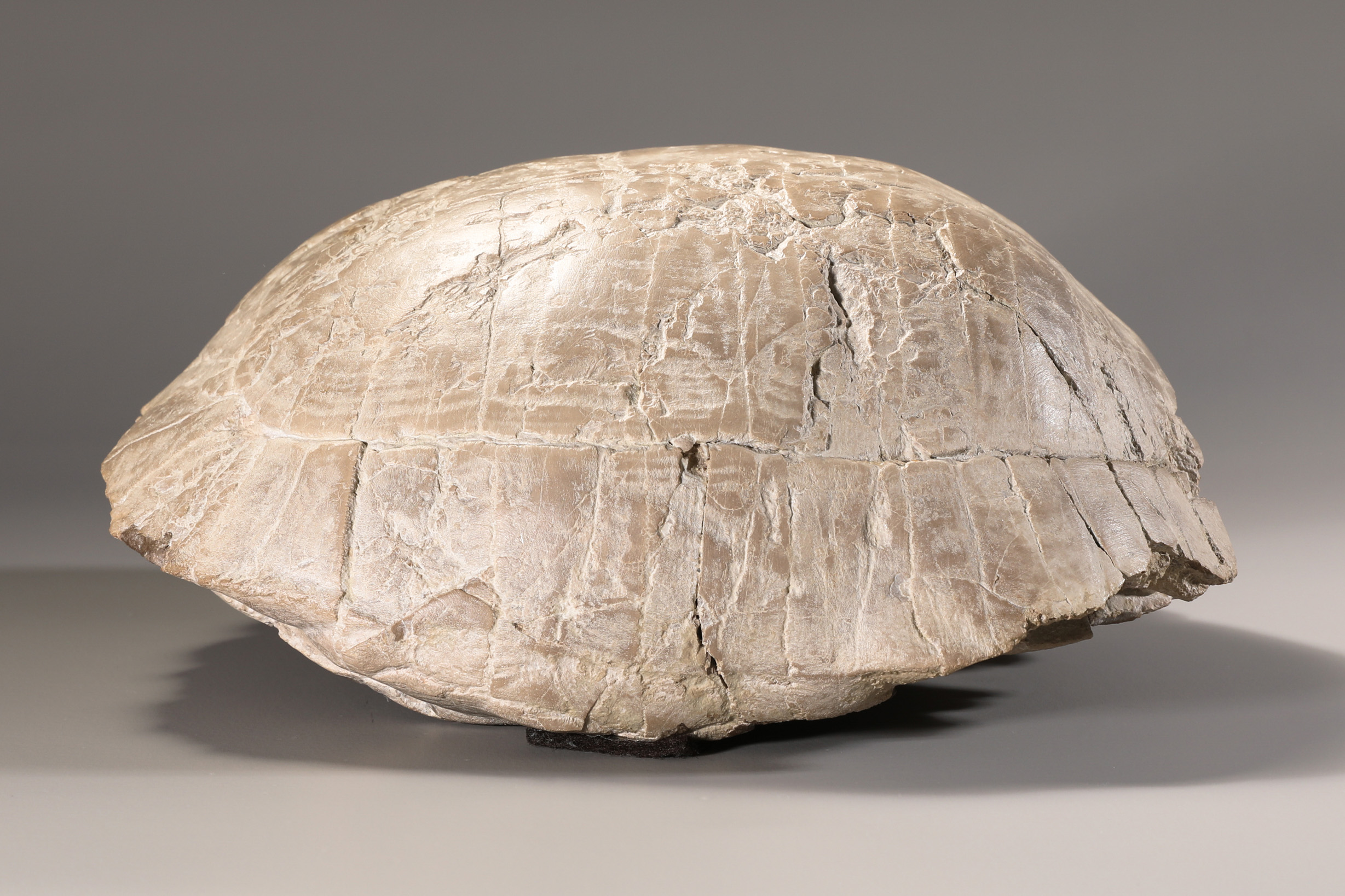 Fossilized Stylemys (Pillar Tortoise) - Image 3 of 4