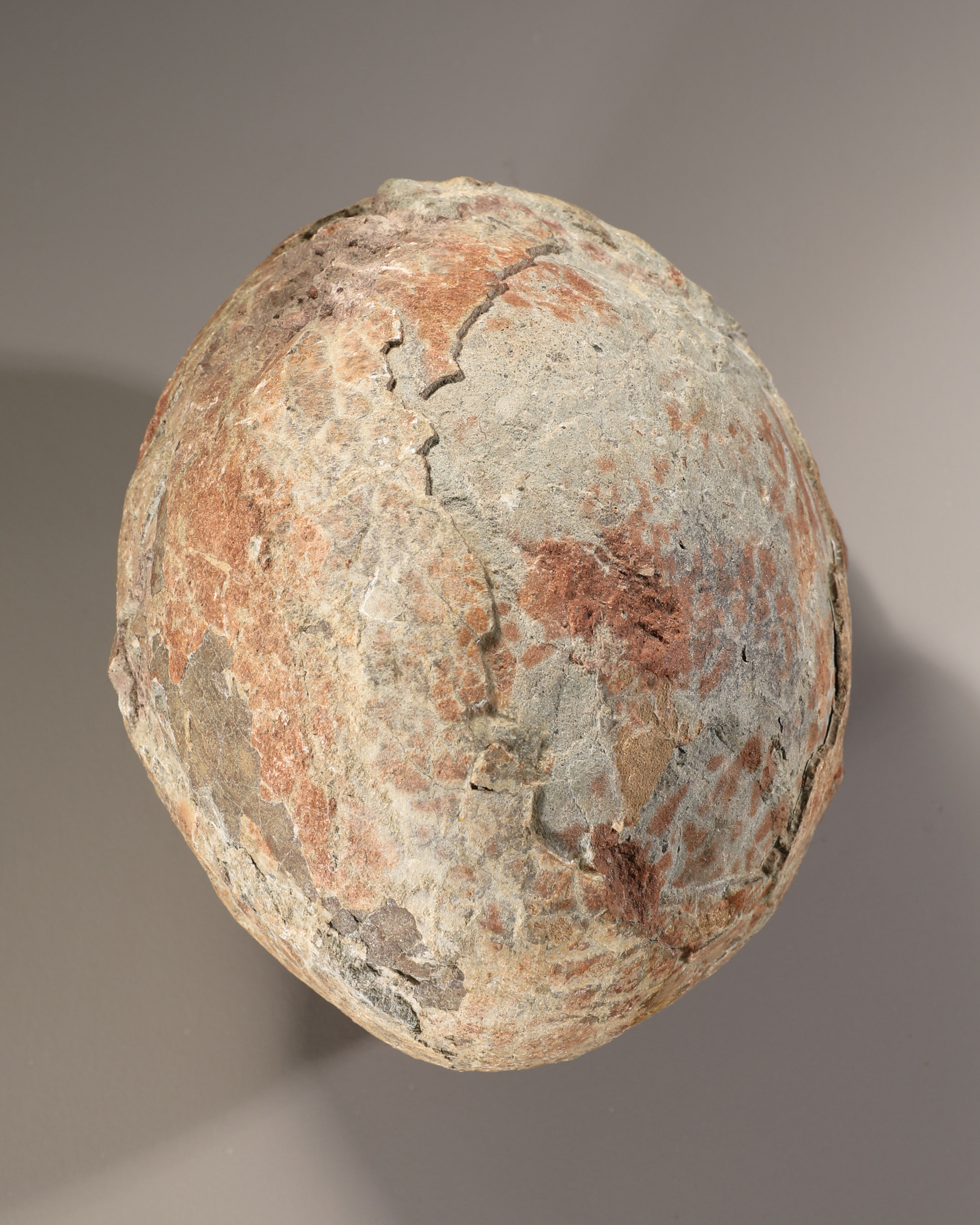 Fossilized dinosaur egg - Image 2 of 4