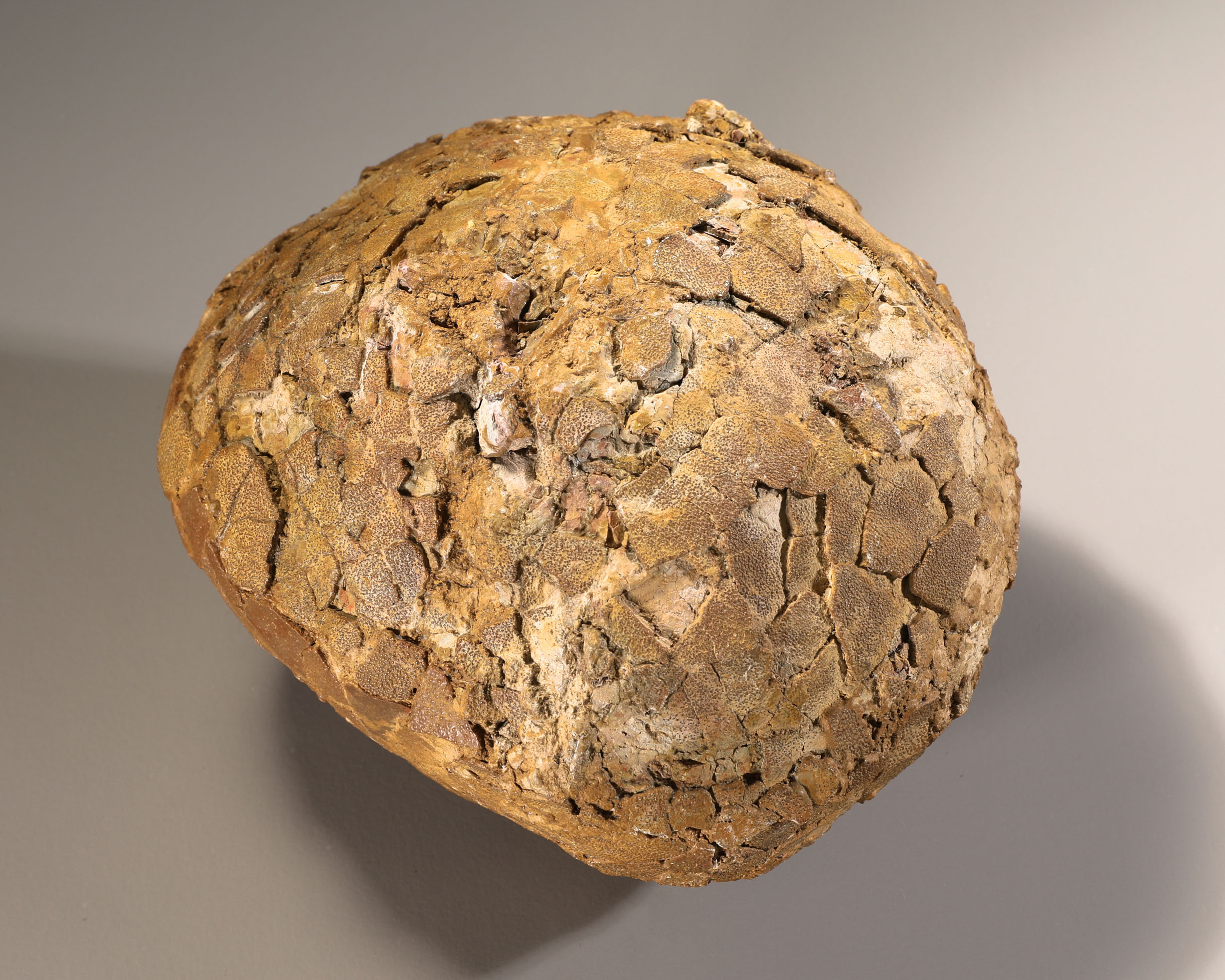 Fossilized dinosaur egg attributed to Hypselosaurus Priscus, France - Image 4 of 4