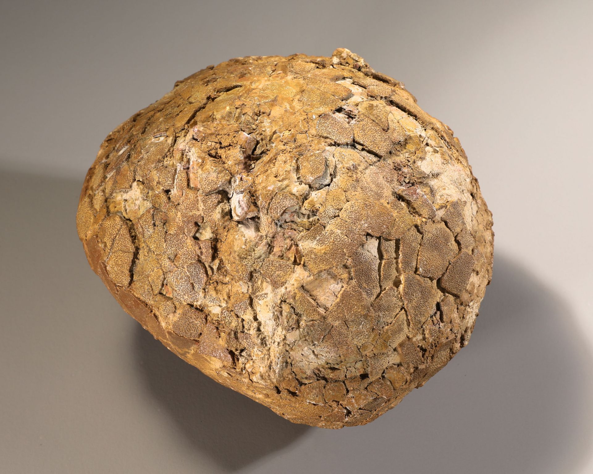 Fossilized dinosaur egg attributed to Hypselosaurus Priscus, France - Image 4 of 4