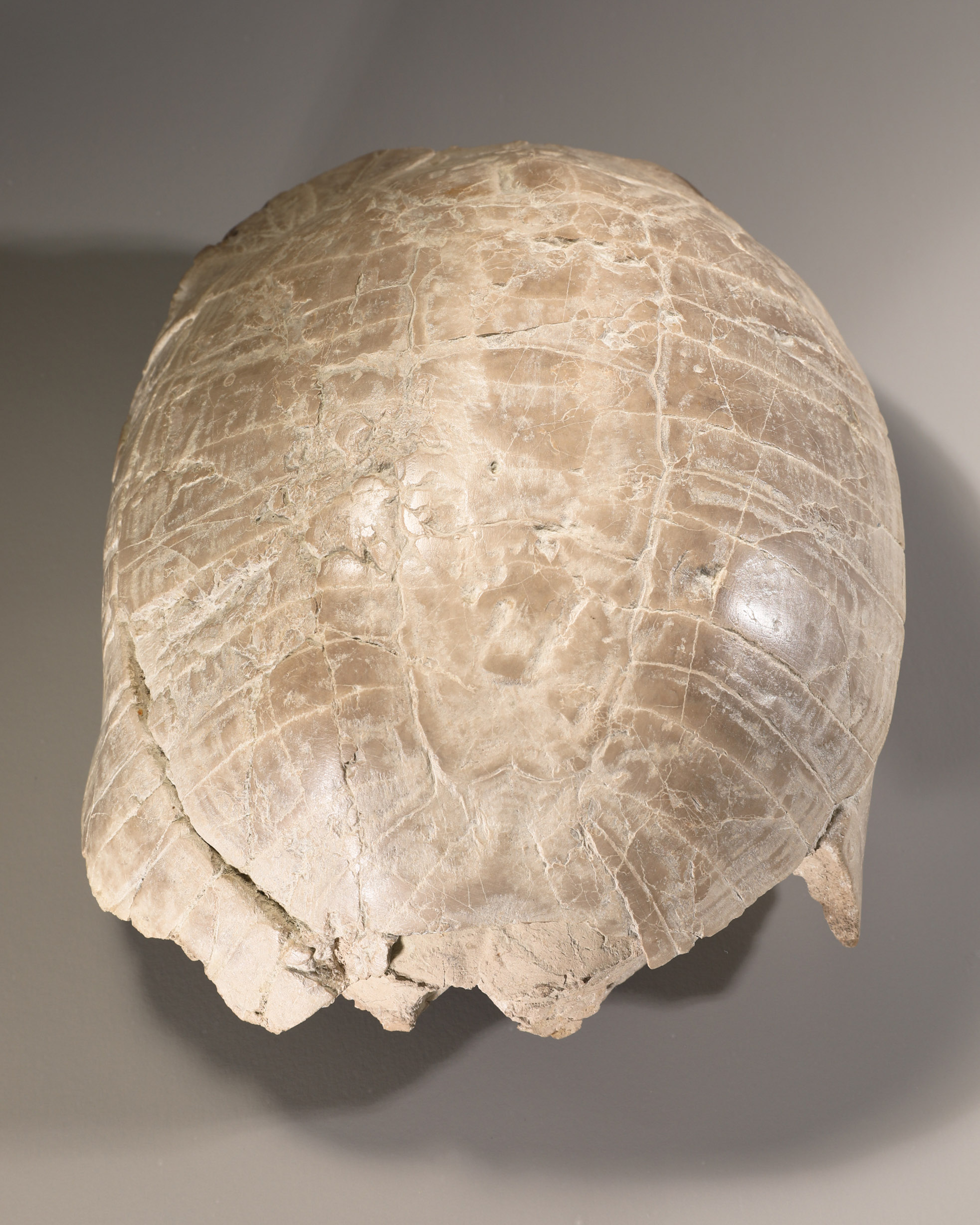 Fossilized Stylemys (Pillar Tortoise) - Image 2 of 4
