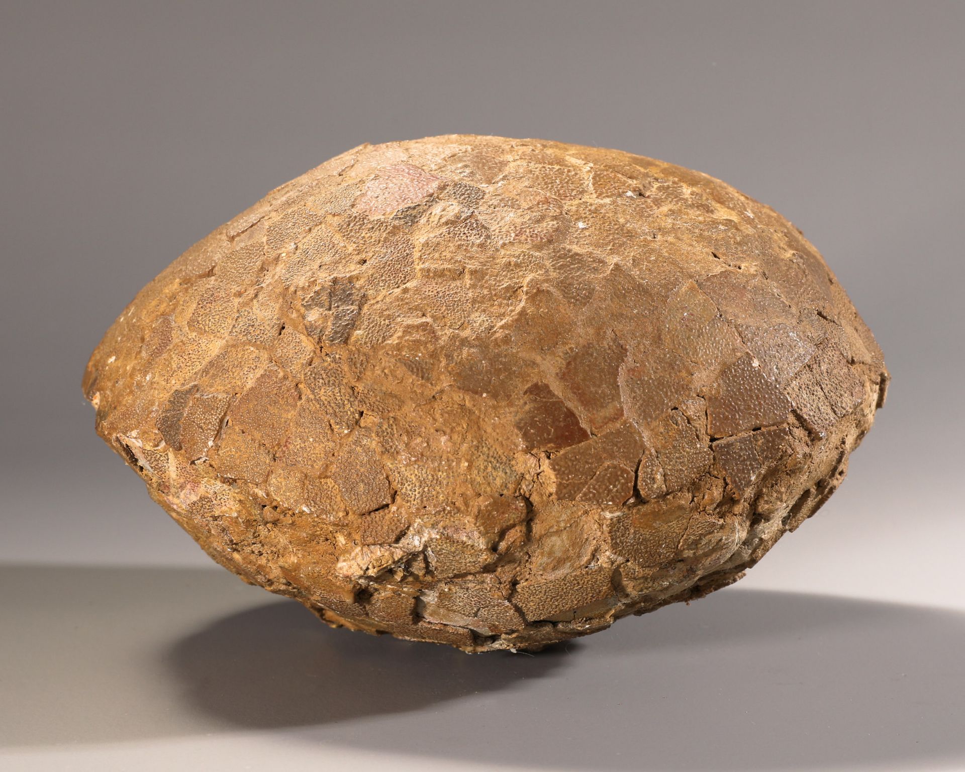 Fossilized dinosaur egg attributed to Hypselosaurus Priscus, France - Image 3 of 4
