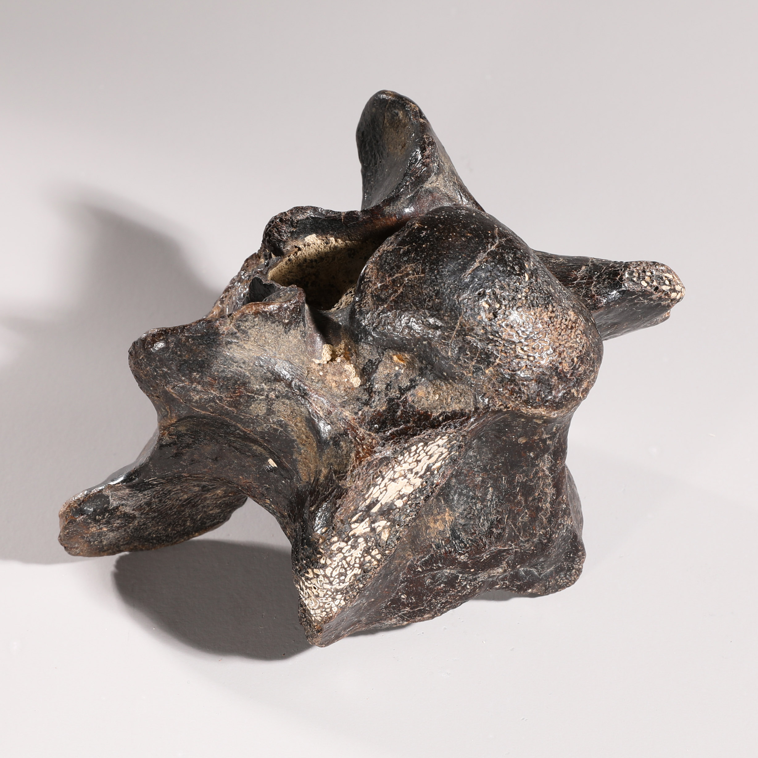 Dinosaur vertebra, fossilized - Image 4 of 6