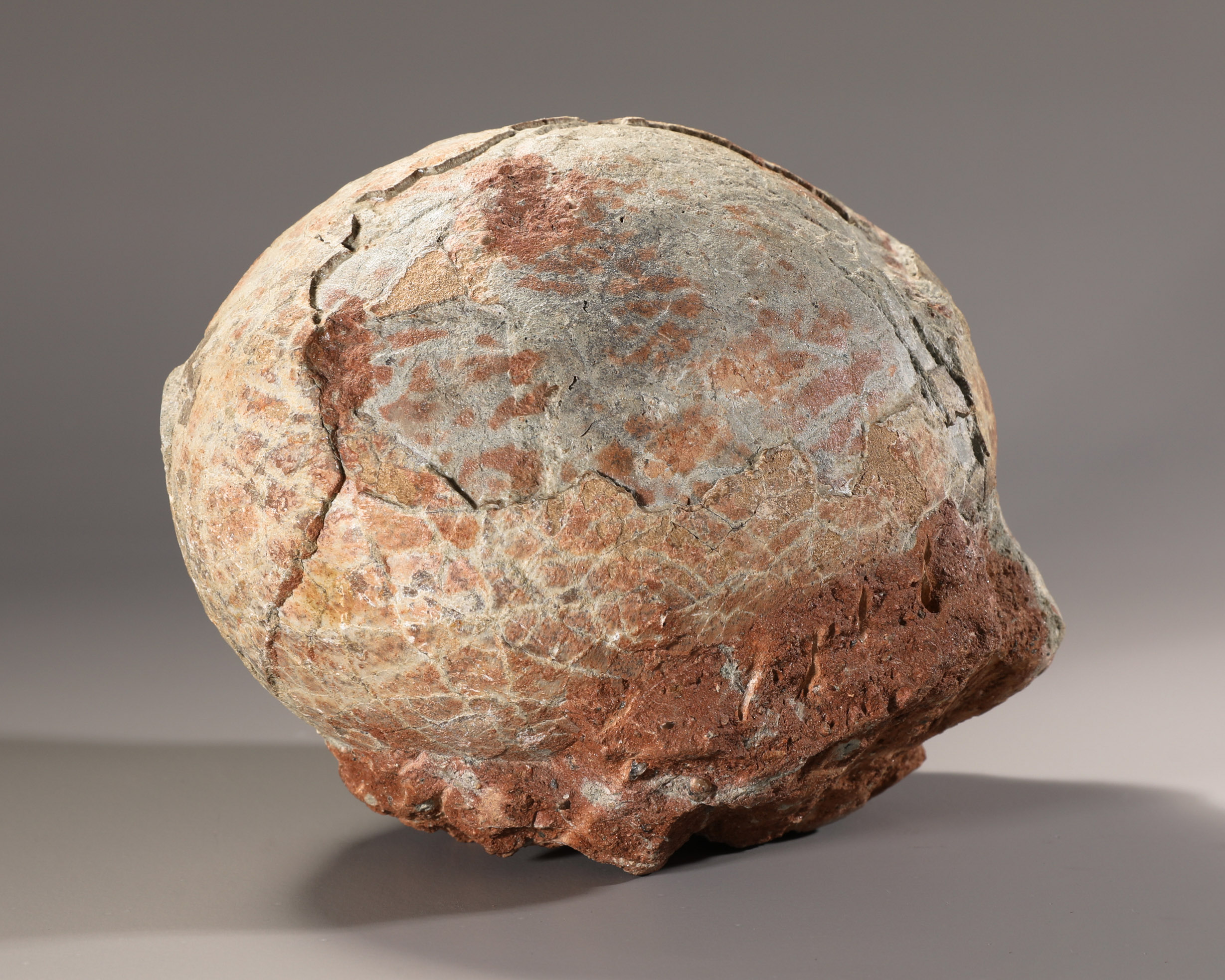 Fossilized dinosaur egg - Image 3 of 4