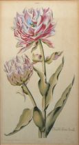 8 Blumen- und Pflanzenstiche, 16.-18. Jh., u.a. Johann Wonnecke von Kaub, Hieronymus Bock, Chr. J.