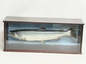 A large taxidermy Salmon in display case. 91x26x36.5cm