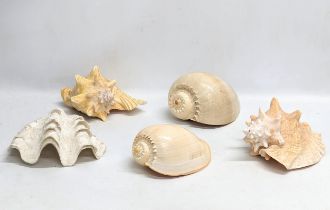 A collection of shells. Largest measures 21x14cm