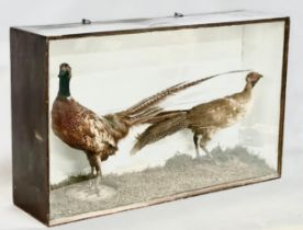 2 late 19th century taxidermy pheasants in a large display case. 91x24x56cm