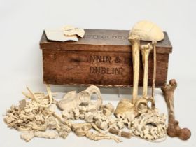 A genuine late 19th century Osteology Anatomy skeleton from Fannin & Co, Dublin. For Queen’s