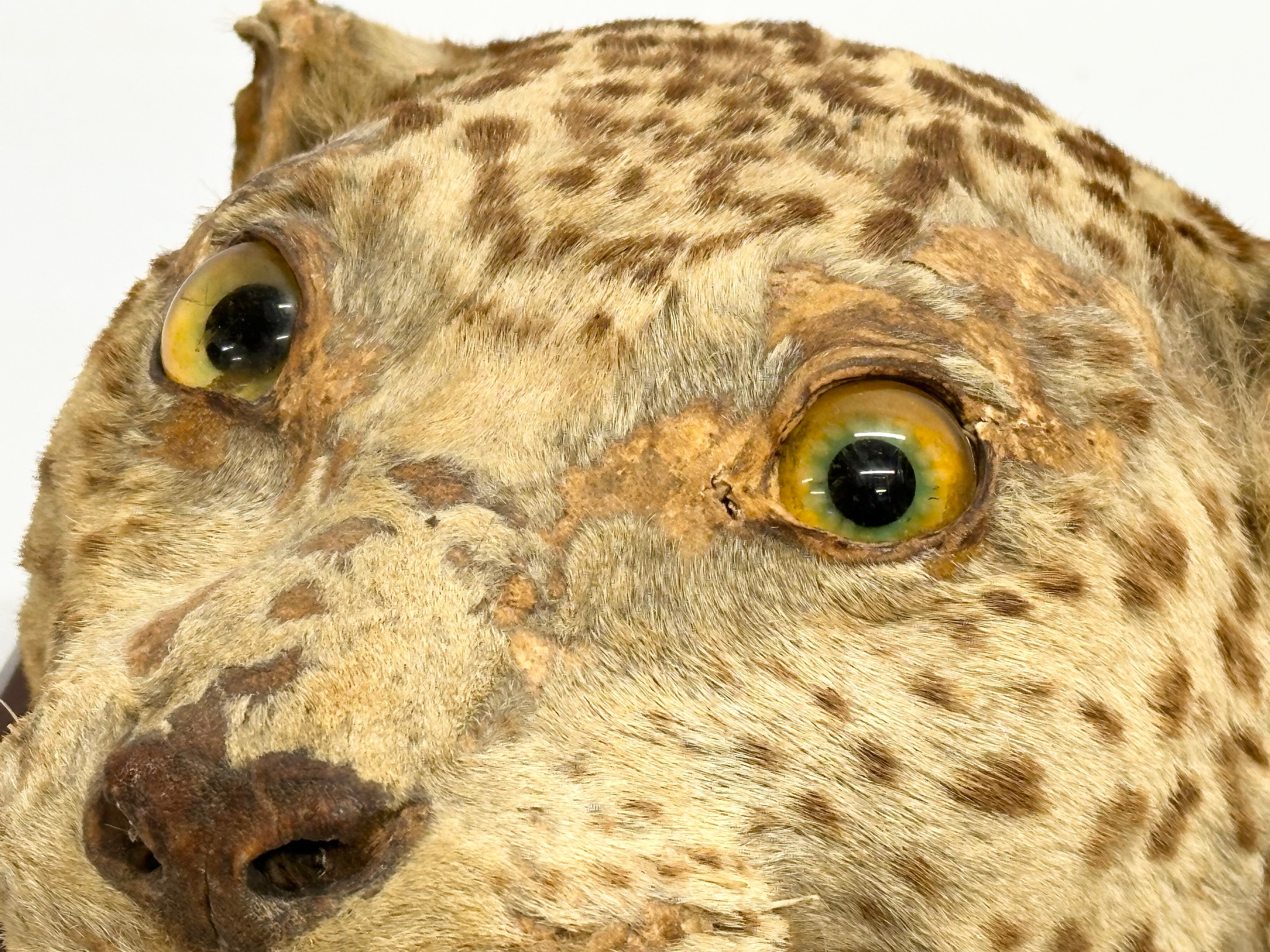 A late 19th century taxidermy wall mounted leopard. Circa 1900. 25x34cm - Image 3 of 7