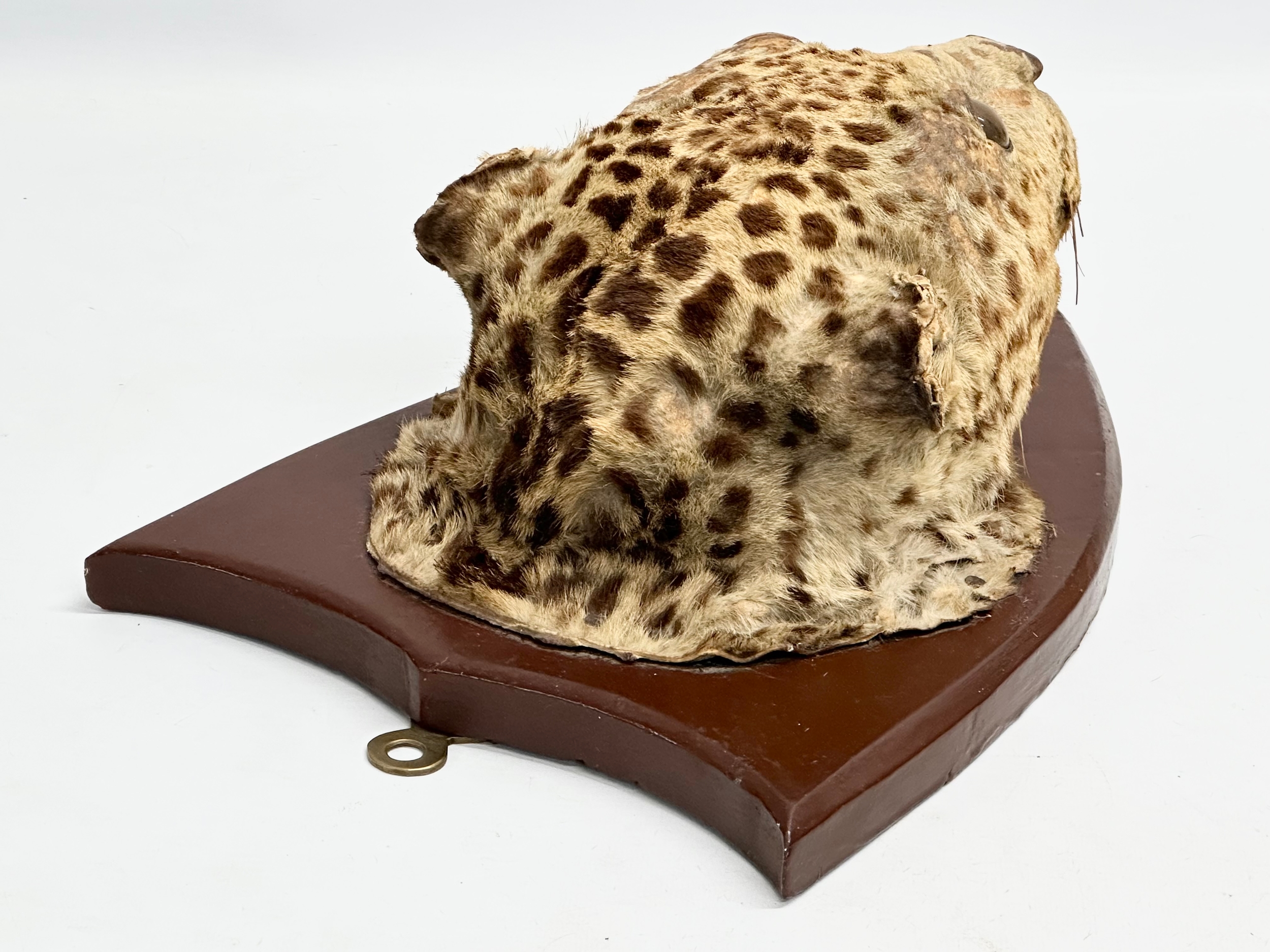A late 19th century taxidermy wall mounted leopard. Circa 1900. 25x34cm - Image 7 of 7