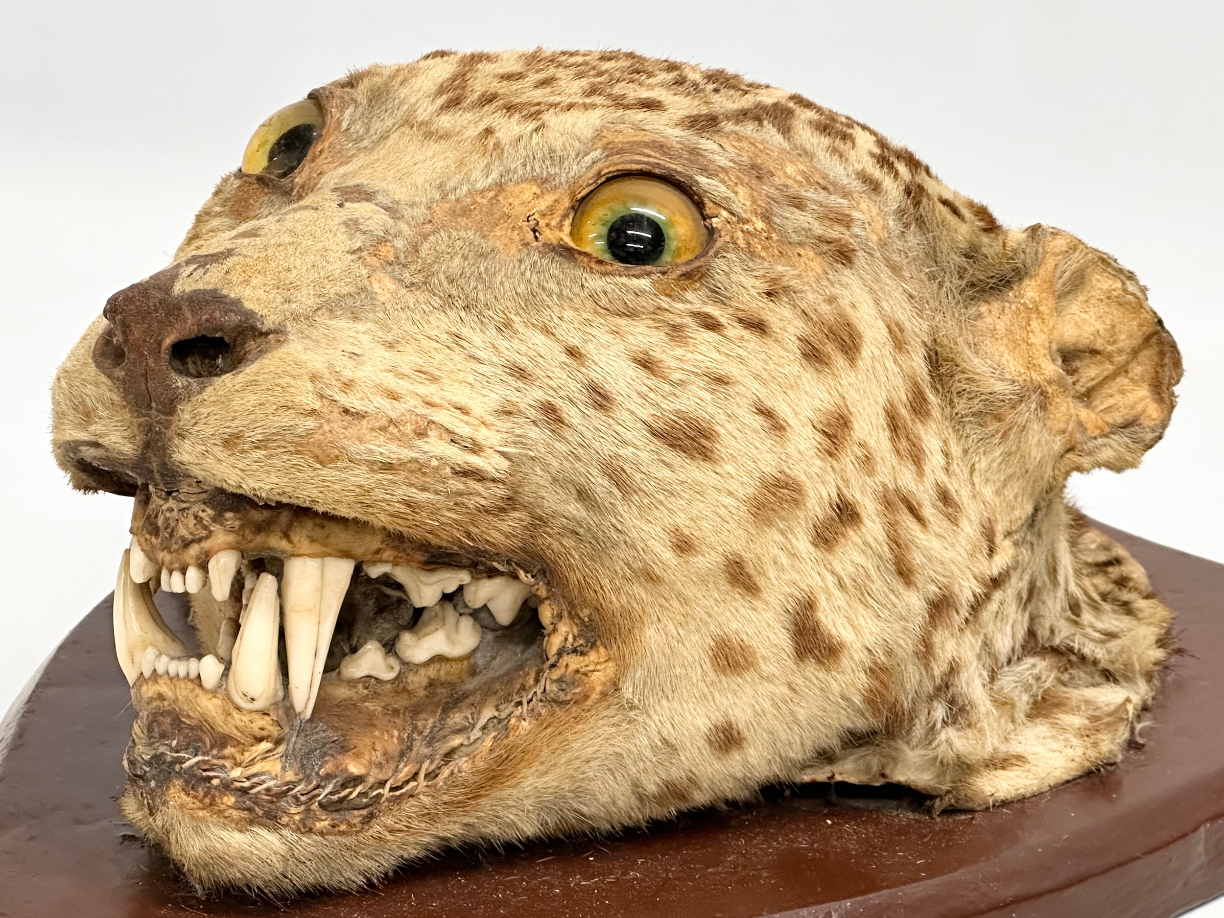 A late 19th century taxidermy wall mounted leopard. Circa 1900. 25x34cm - Image 2 of 7