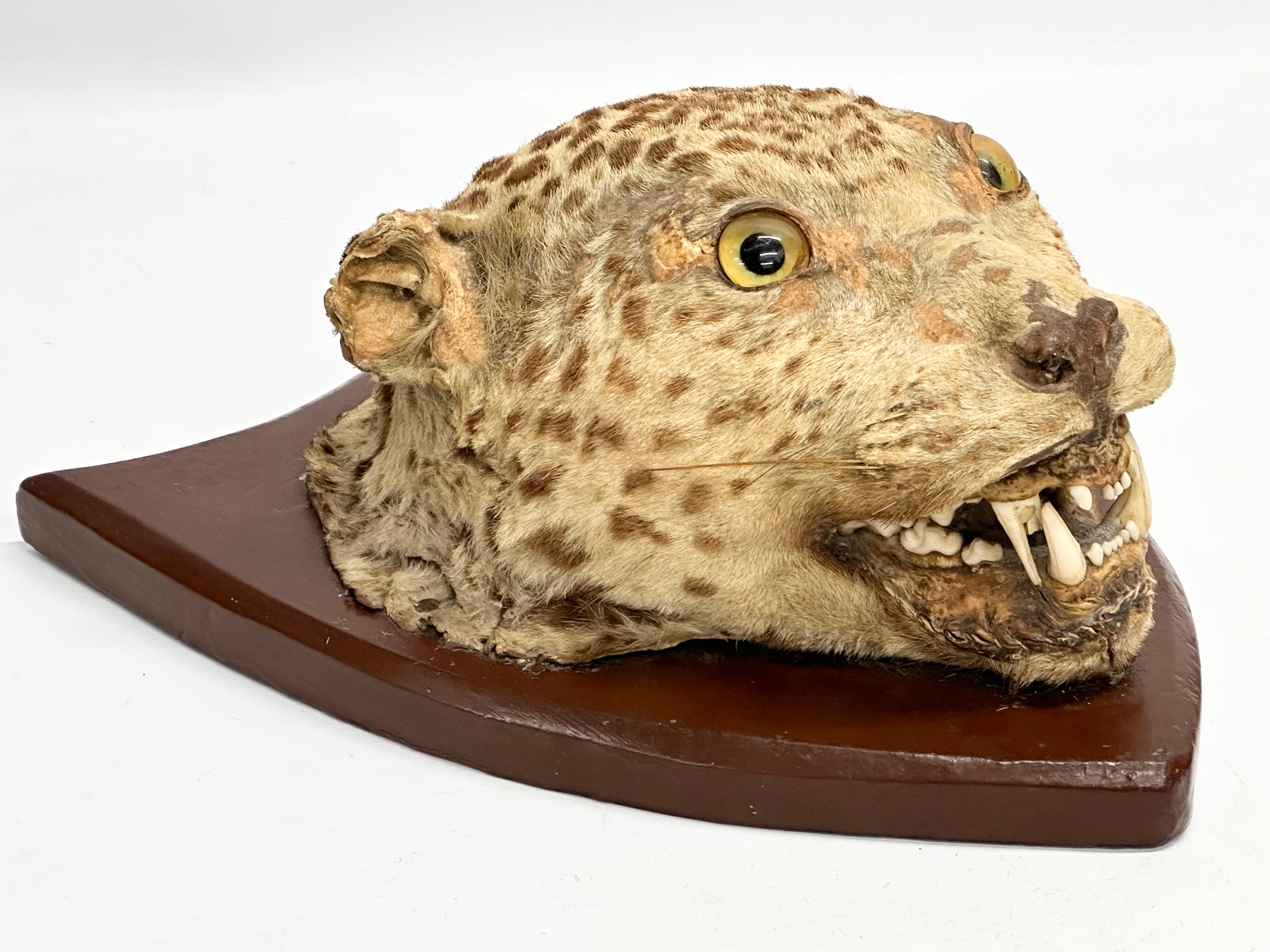 A late 19th century taxidermy wall mounted leopard. Circa 1900. 25x34cm - Image 4 of 7