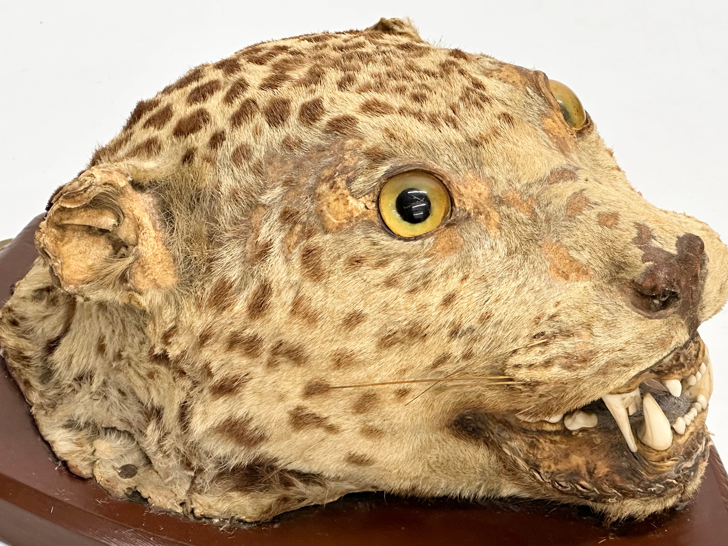A late 19th century taxidermy wall mounted leopard. Circa 1900. 25x34cm - Image 5 of 7