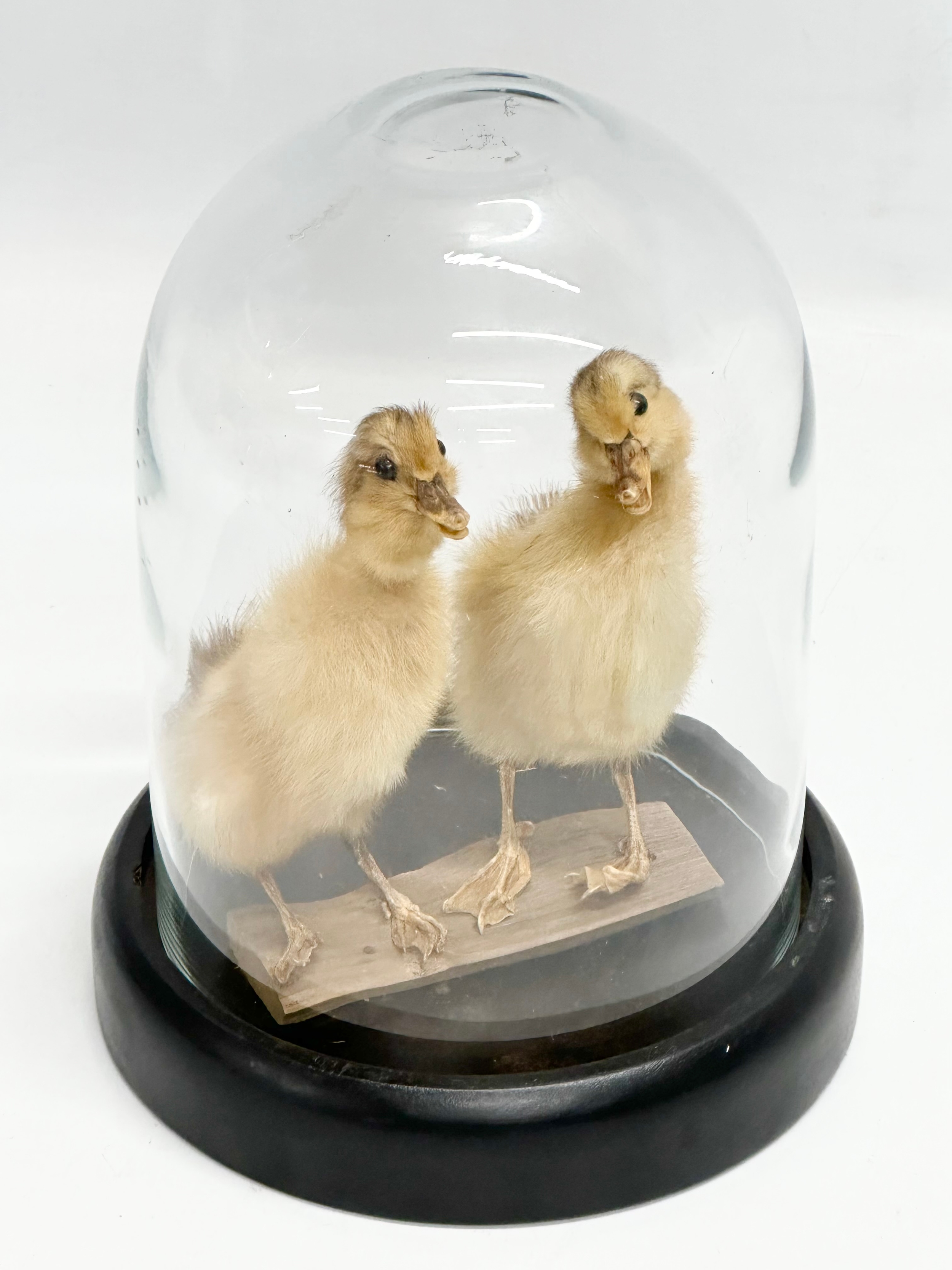 A pair of taxidermy ducklings in glass dome display. 18x24cm - Image 2 of 4