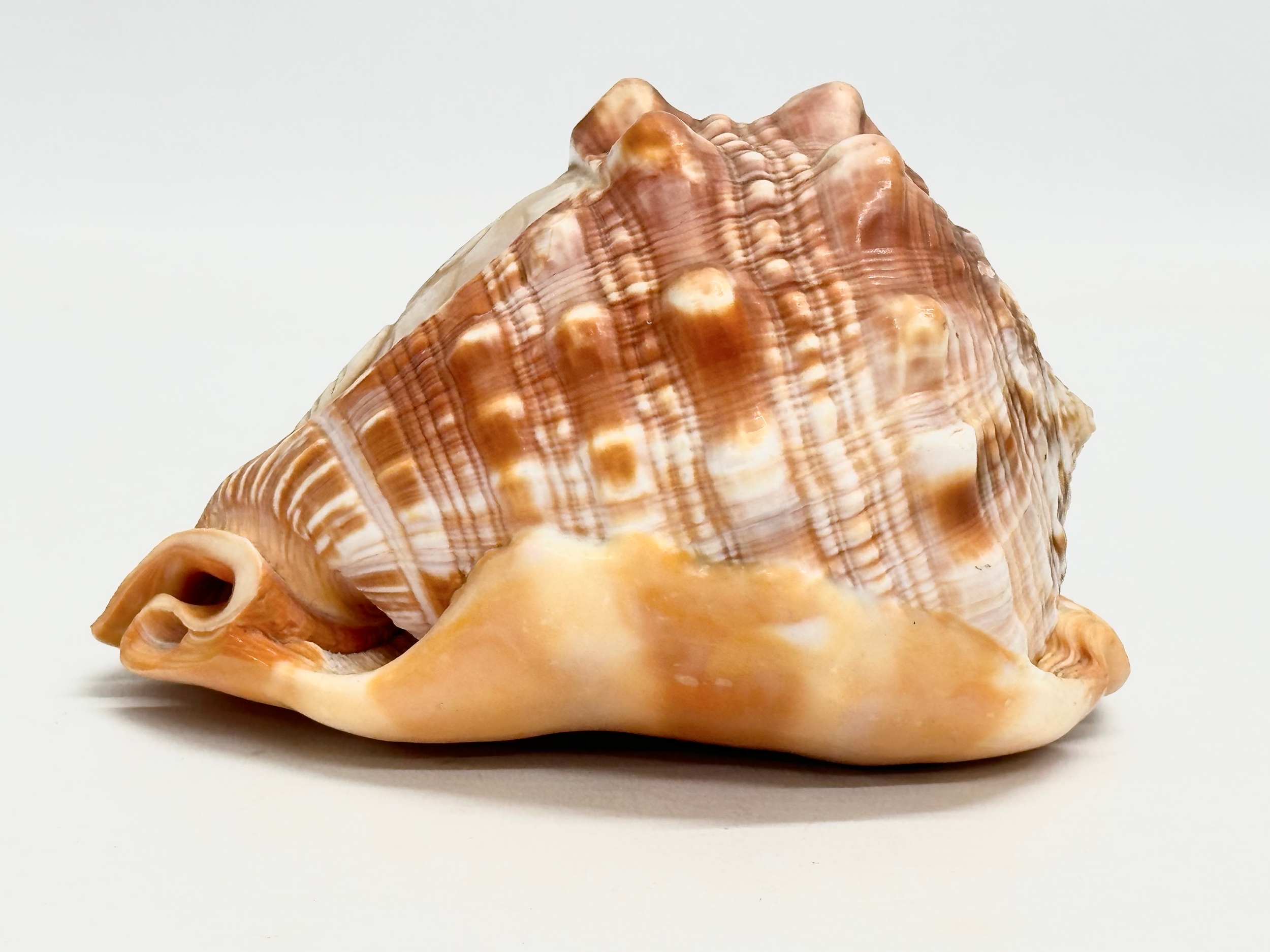 2 19th Century Cameo Conch Shells. 14cm - Image 3 of 7