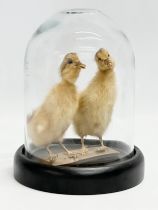 A pair of taxidermy ducklings in glass dome display. 18x24cm