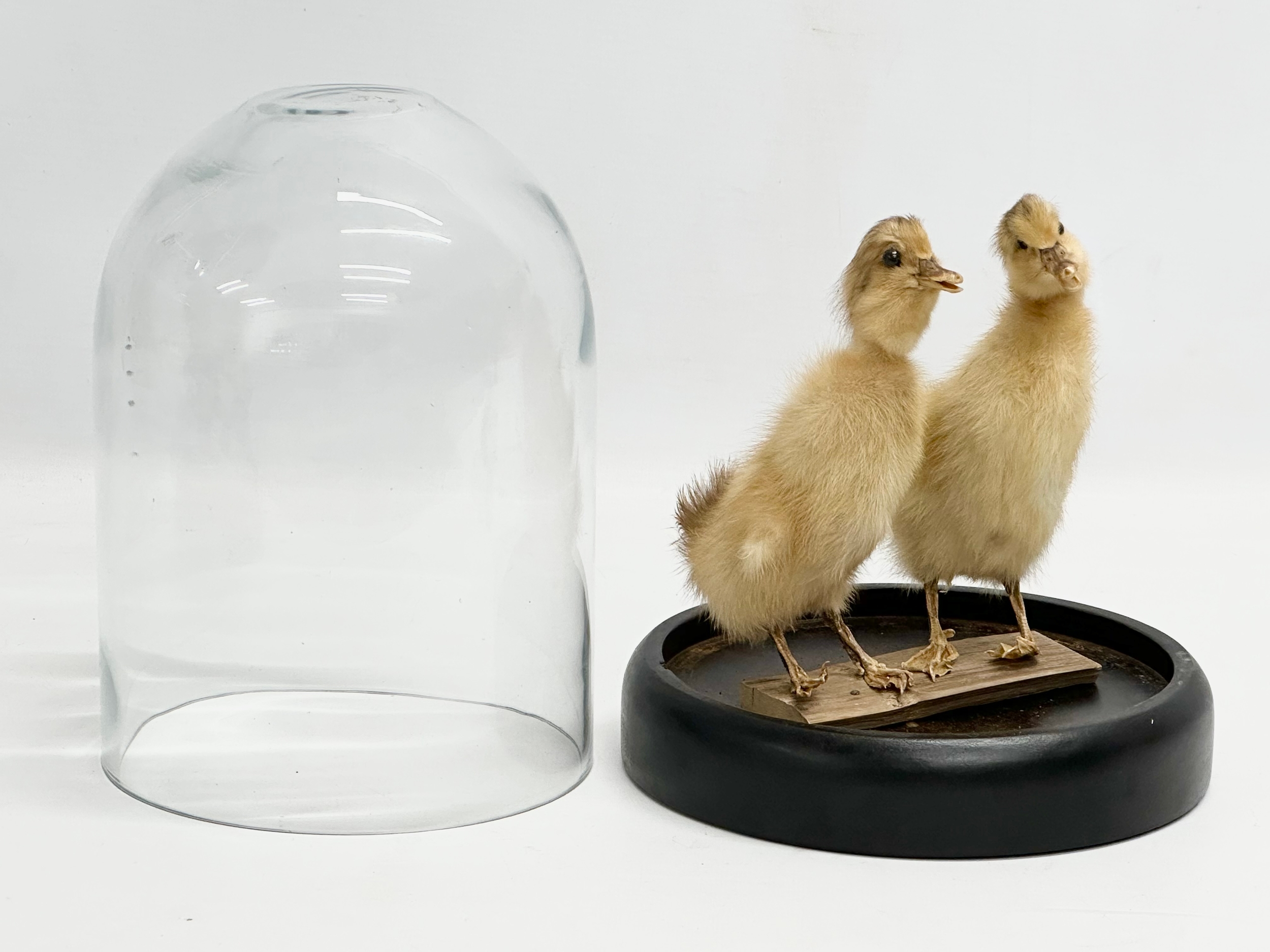 A pair of taxidermy ducklings in glass dome display. 18x24cm - Image 3 of 4