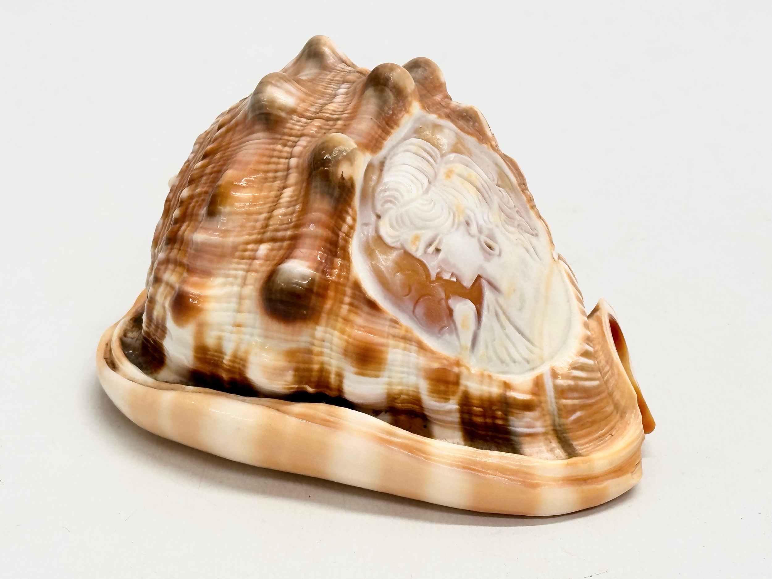 2 19th Century Cameo Conch Shells. 14cm - Image 5 of 7