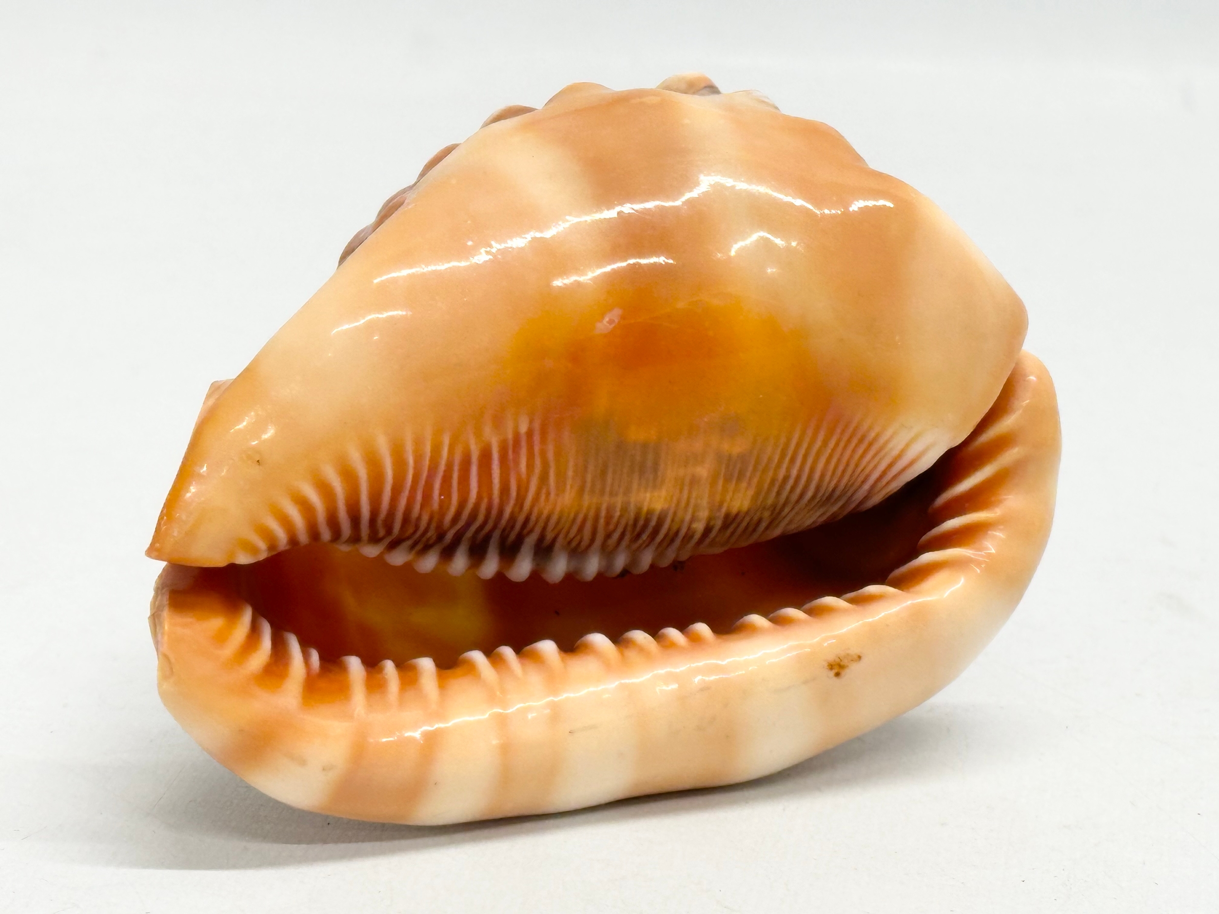 2 19th Century Cameo Conch Shells. 14cm - Image 7 of 7
