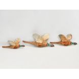 A set of 3 Beswick flying pheasant wall plaques. Largest 30cm