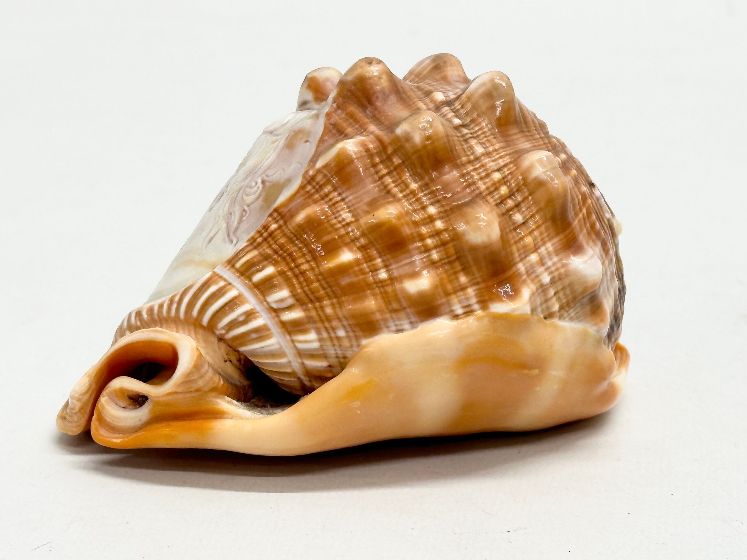 2 19th Century Cameo Conch Shells. 14cm - Image 6 of 7