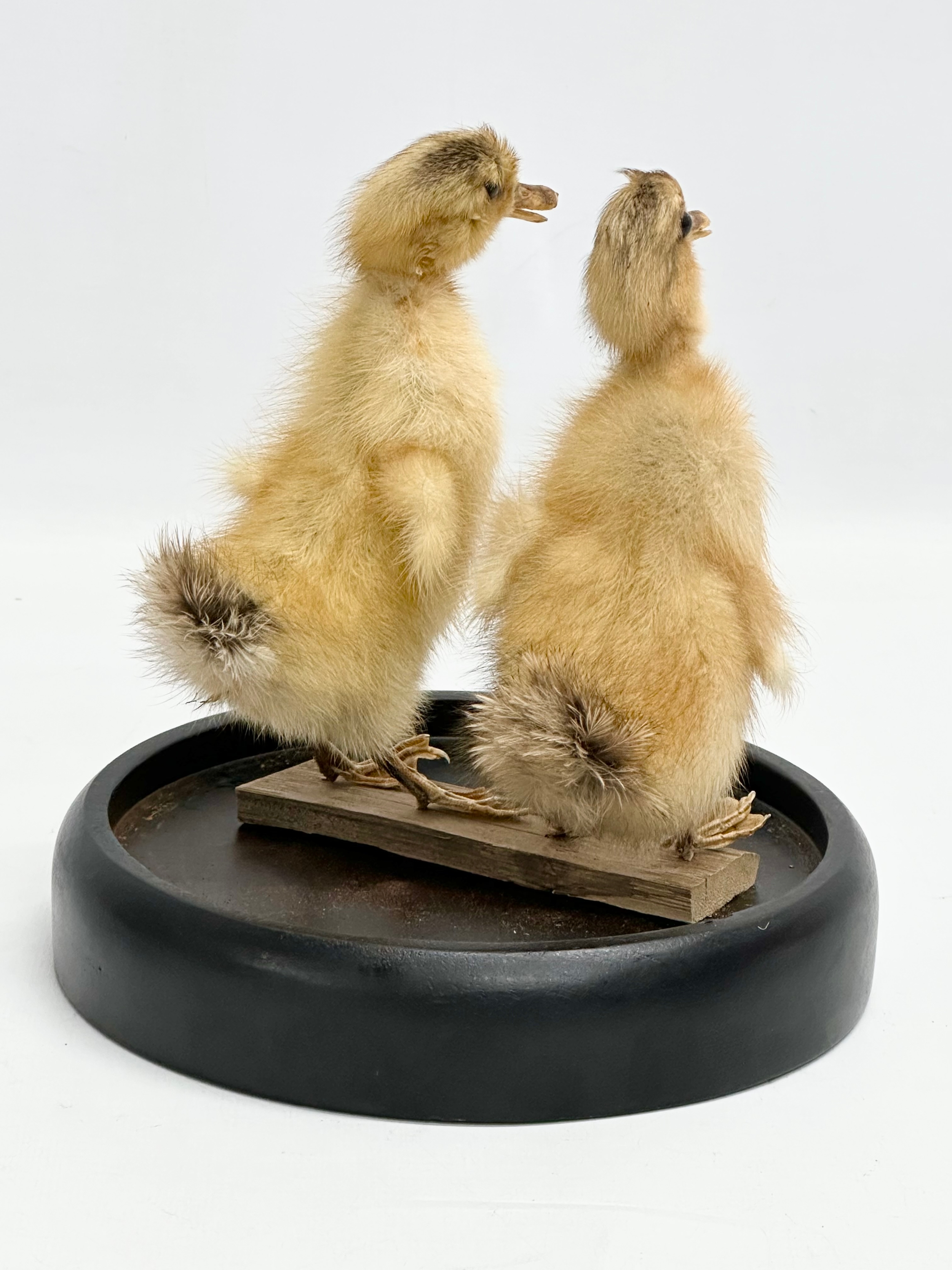 A pair of taxidermy ducklings in glass dome display. 18x24cm - Image 4 of 4