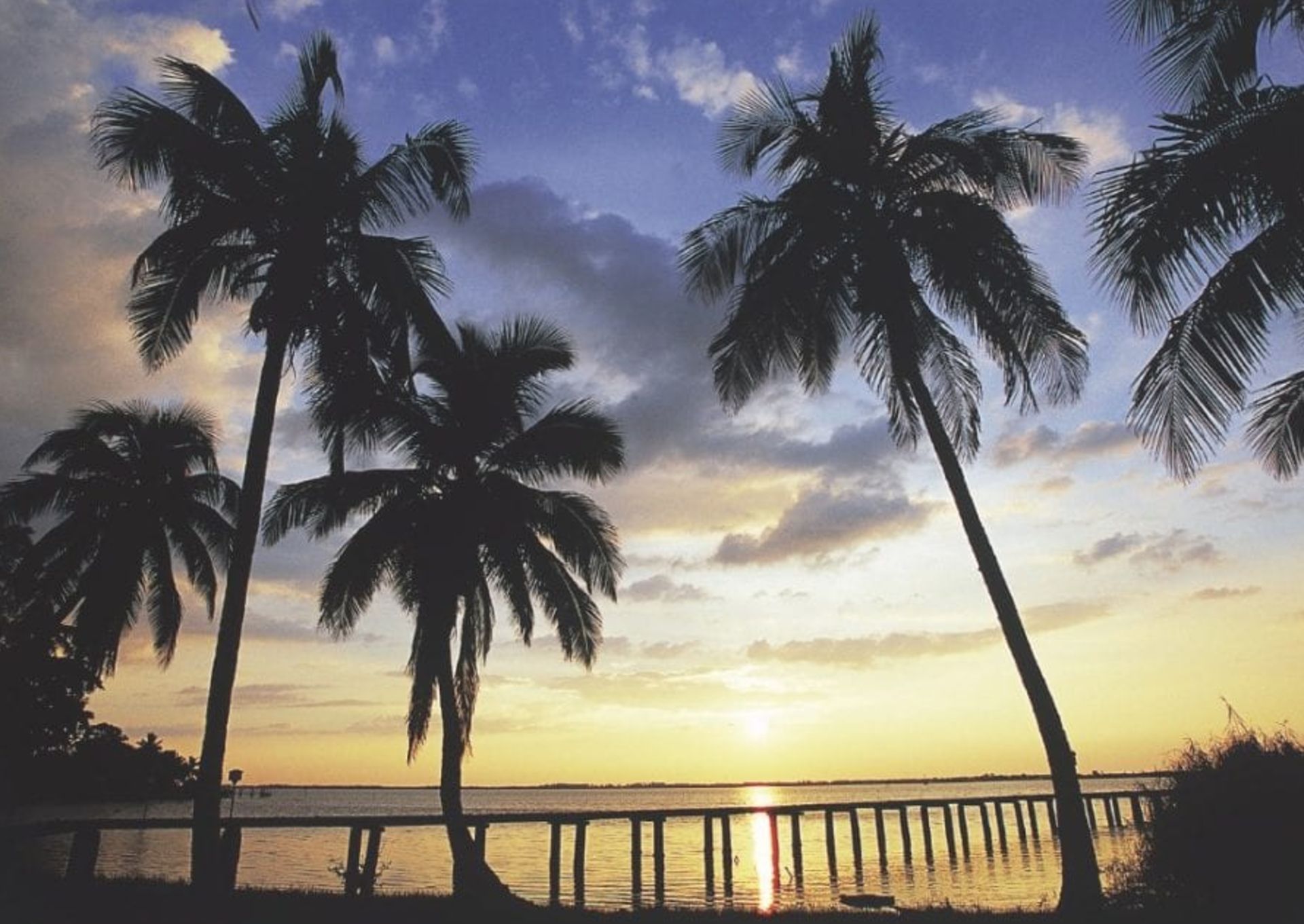 See the Palm Trees Sway in Charlotte County, Florida!